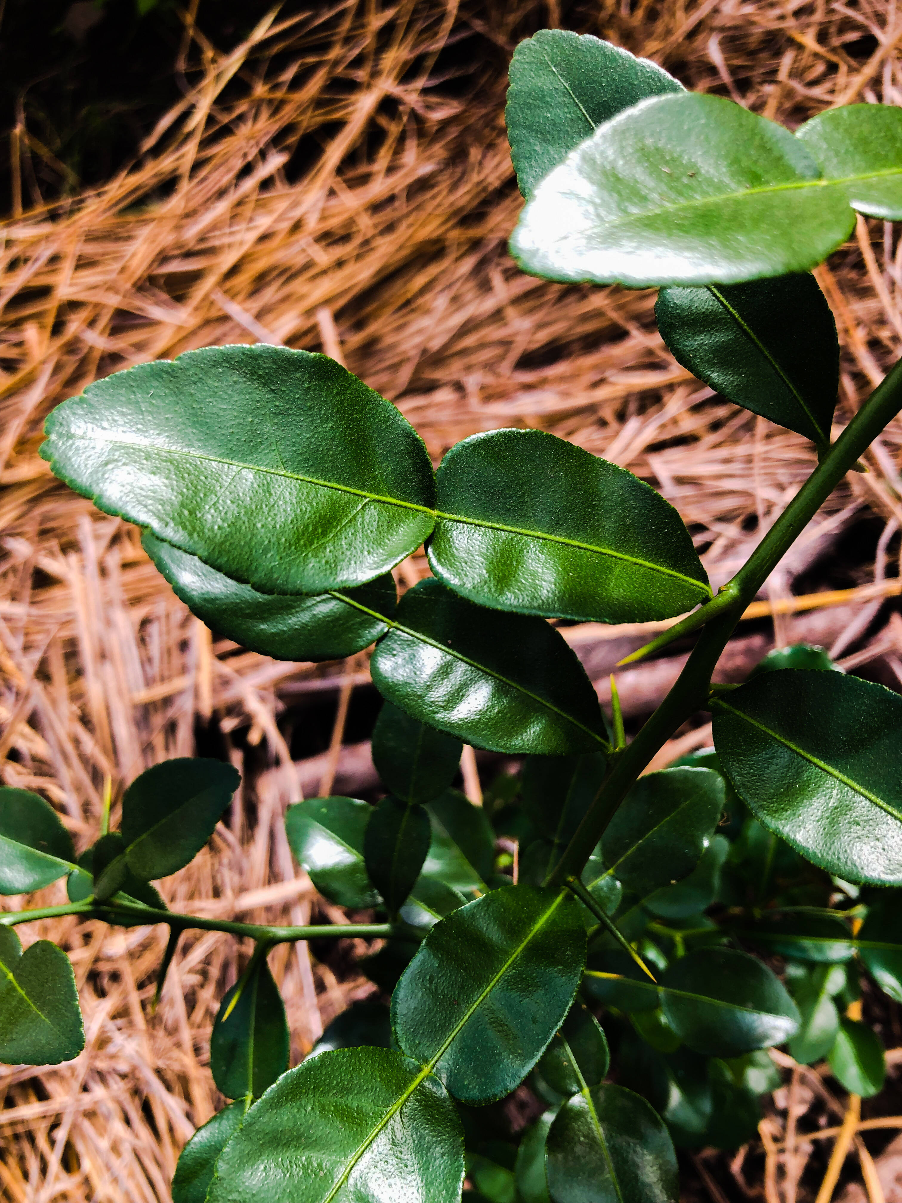 里山の自然栽培 マックルライム コブミカンの葉 10枚 茨城県産 食べチョク 農家 漁師の産直ネット通販 旬の食材を生産者直送