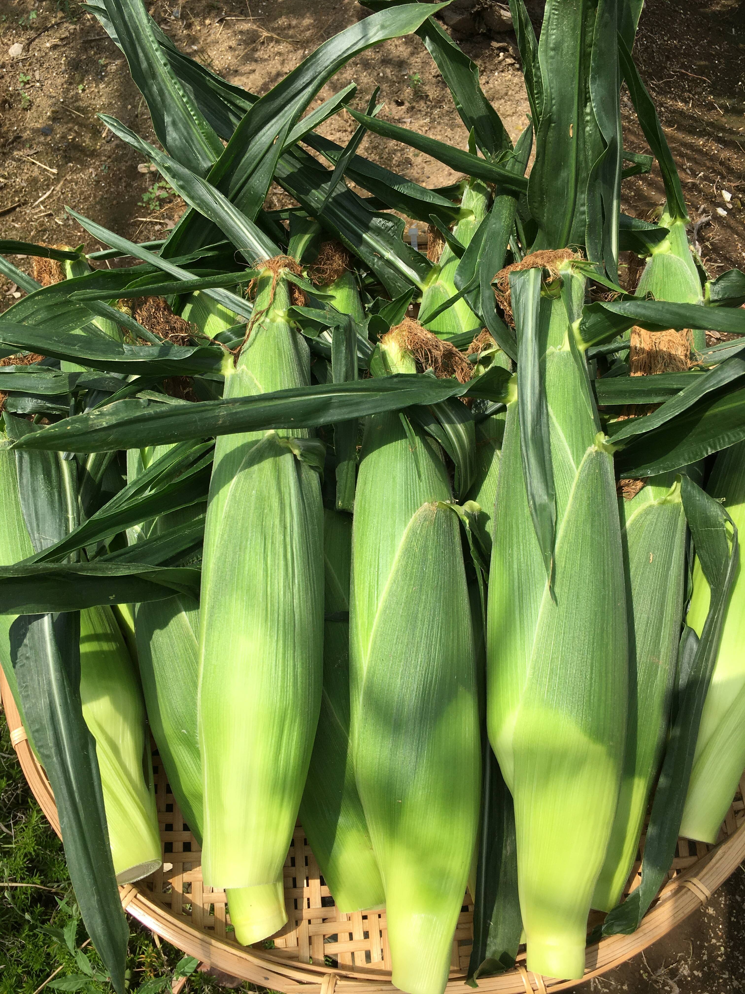 430043b4a46990666d6bebc49a2635