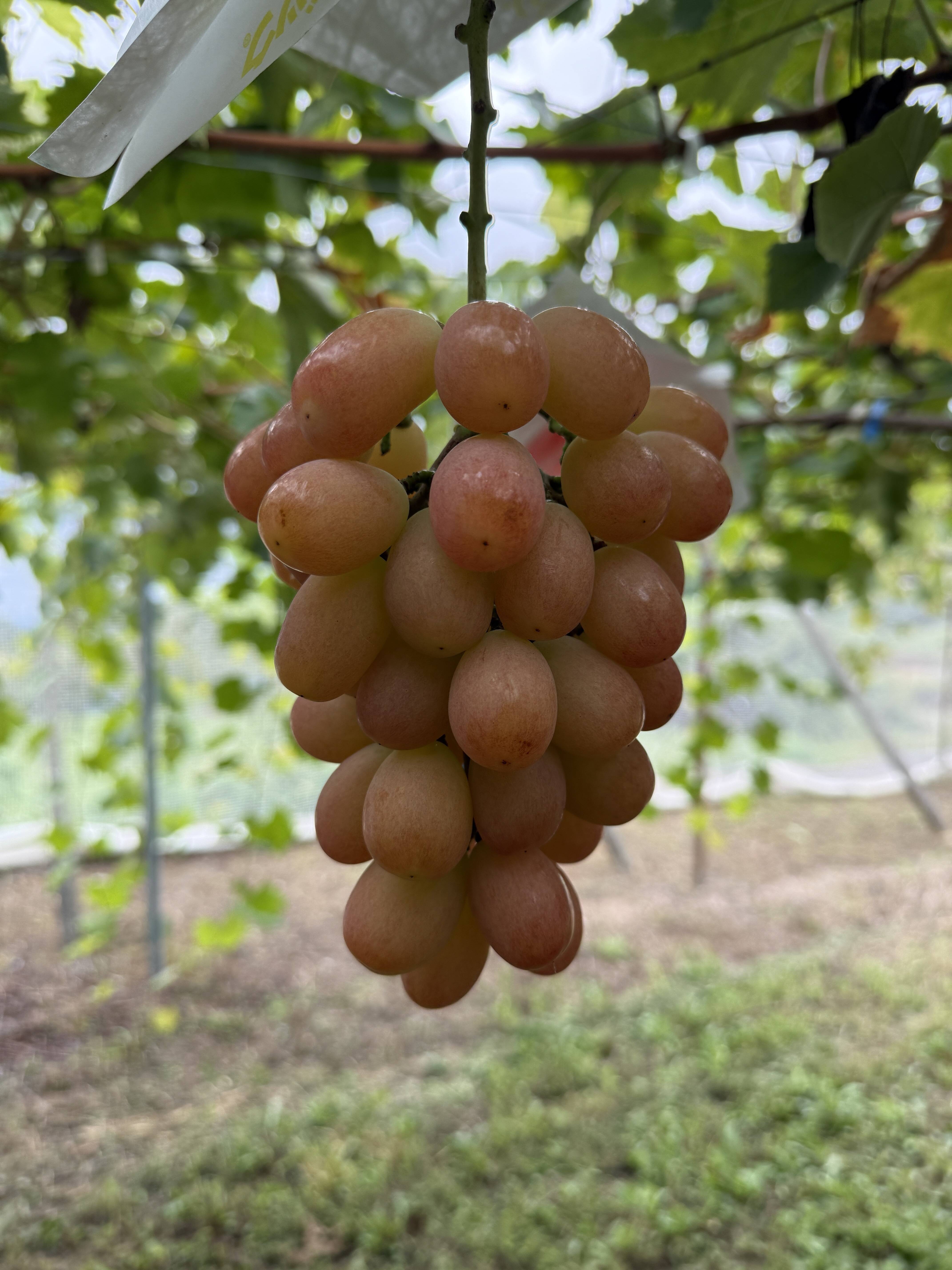 サンシャインレッド　5房　訳ありお買い得 訳ありB品】サンシャインレッド：山梨県産のサンシャインレッド（甲斐