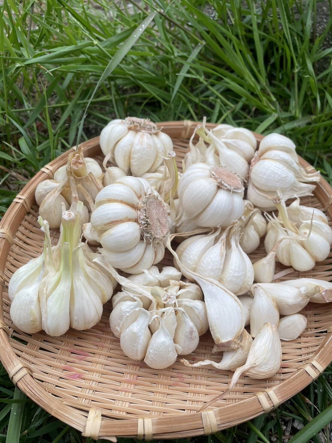 自然栽培】ニンニク 訳アリ（B品）1㎏：愛媛県産の上海早生｜食べ  