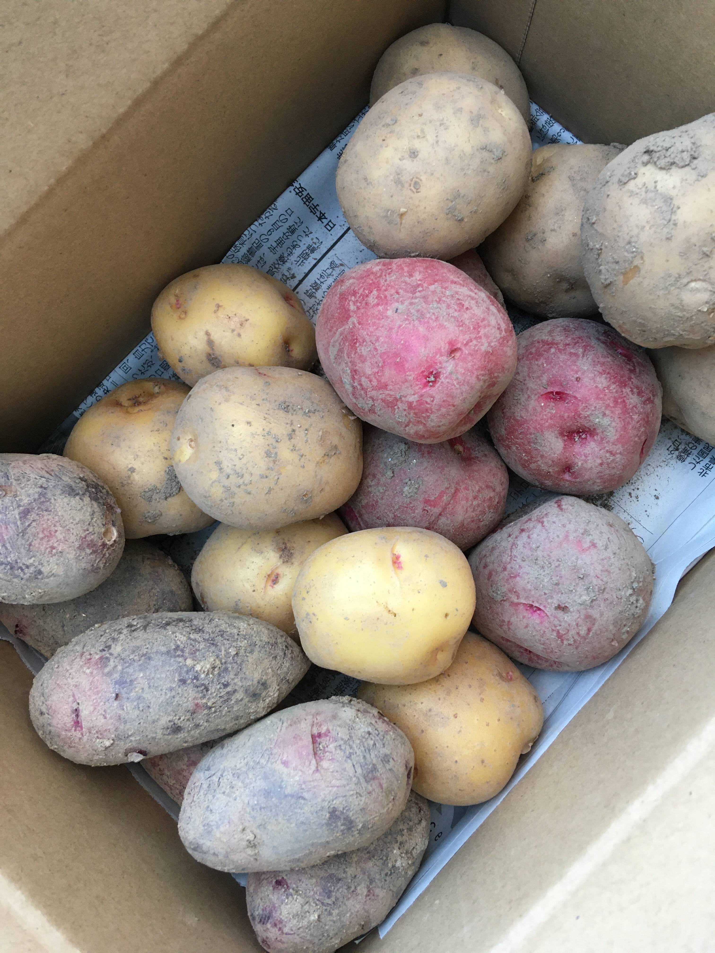 ホクホクッ！食べ比べがうれしい♩じゃがいも3種詰め合わせ（600g×3