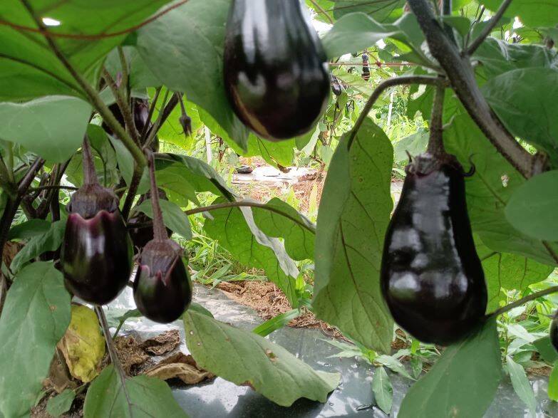 再開しました！生がおススメ 新鮮水なす1kg：茨城県産の水なす｜食べ