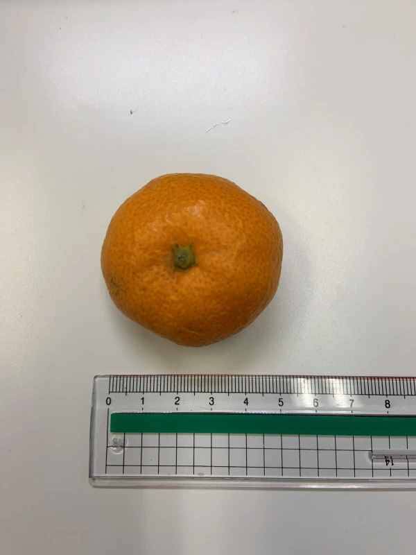 極小 訳あり みかん 寿太郎【 みかん 約4.5キロ箱込み】寿太郎みかん