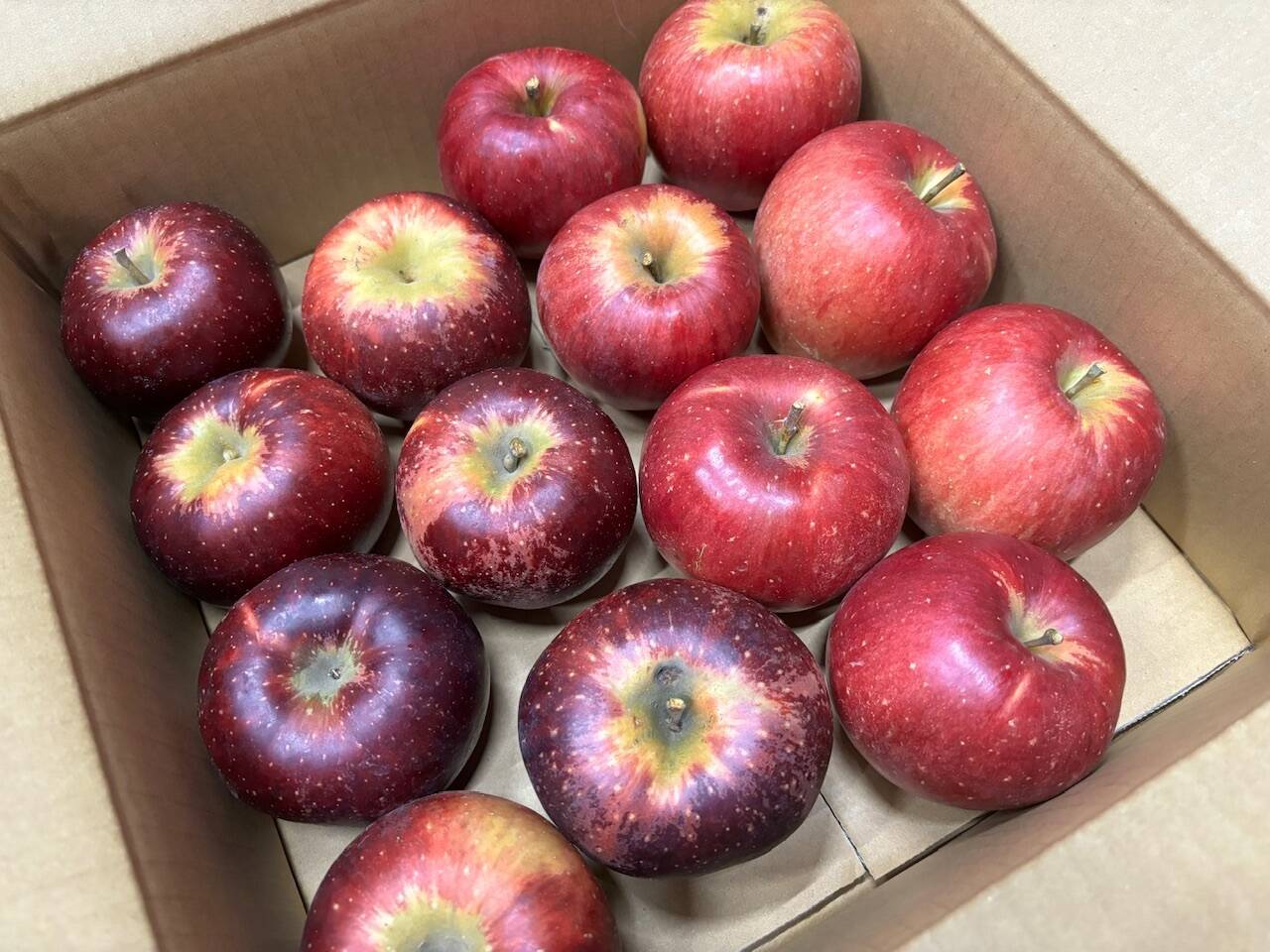 りんご食べ比べセット🍎【秋映、シナノスイート】12〜16玉入り・完熟り …