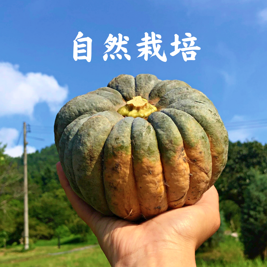 3kg自然栽培の固定種かぼちゃ????日本かぼちゃの小菊南瓜 野菜：広島県産の野菜｜食べチョク｜産地直送(産直)お取り寄せ通販 - 農家・漁師から旬の 食材を直送