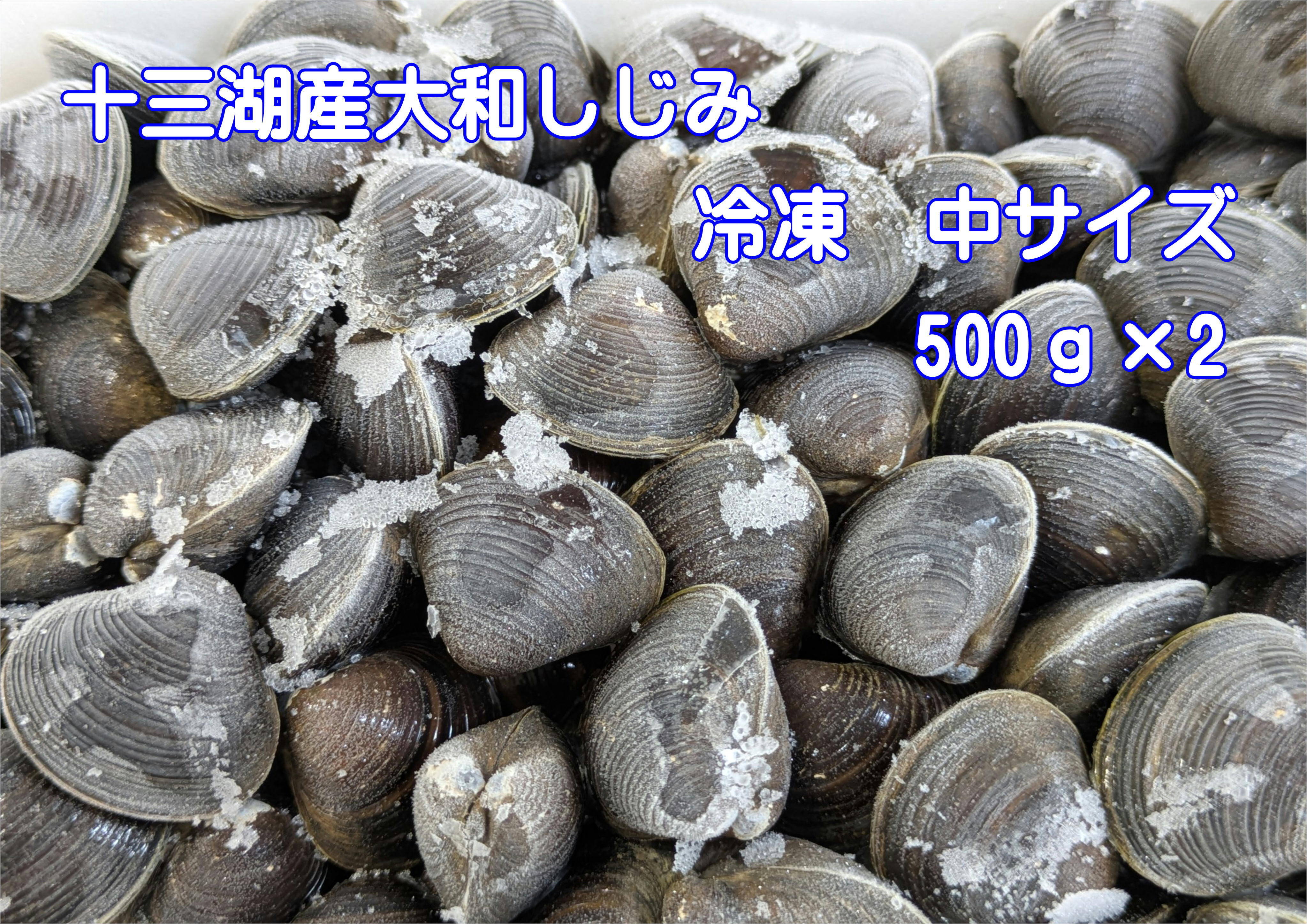 夏ギフト】今が旬！ 冷凍品『とれたて新鮮しじみをすばやく冷凍』十三