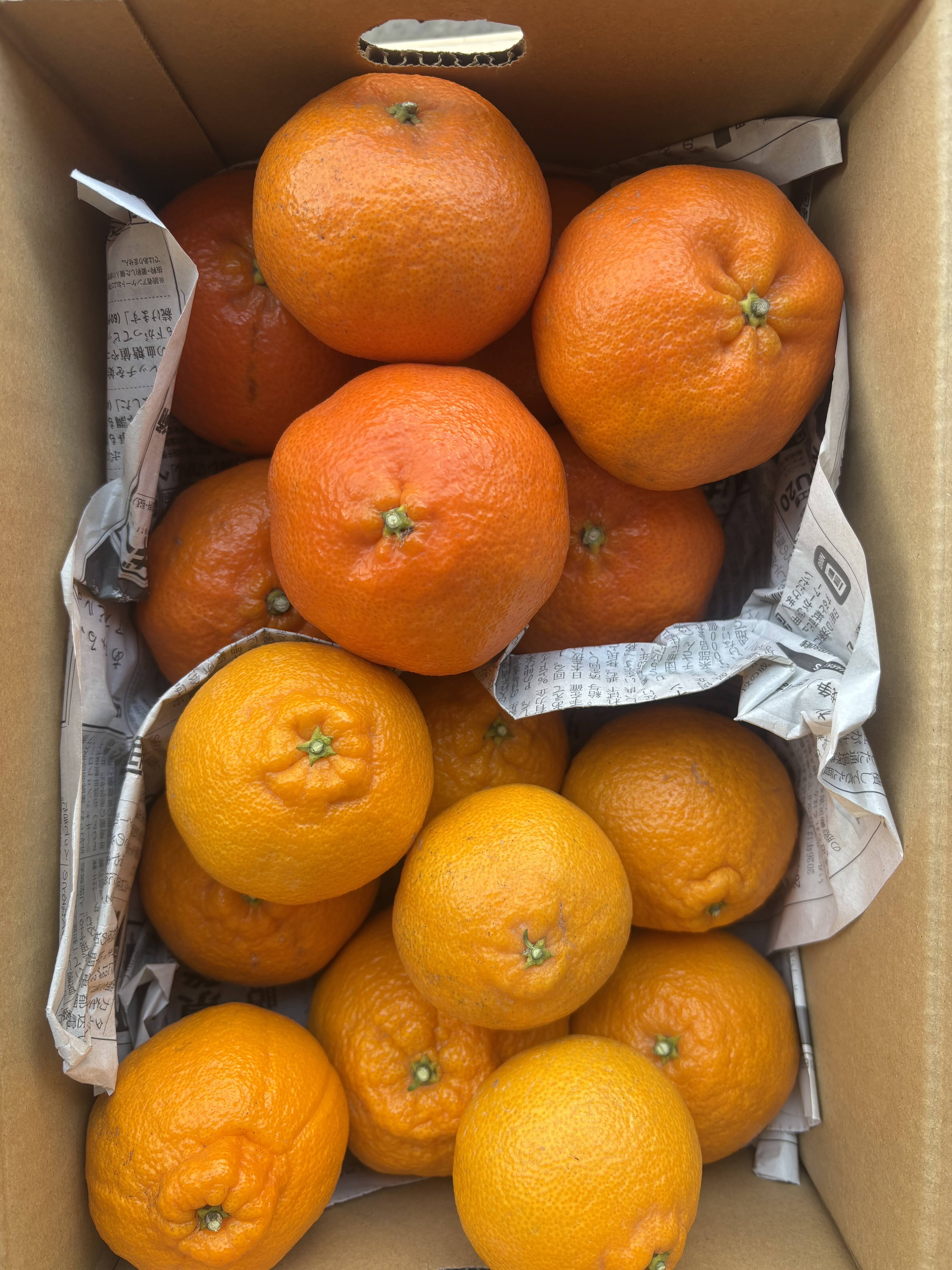 食べ比べ】柑橘の王様 甘平と不知火 3k箱 除草剤使用無 万田酵素散布