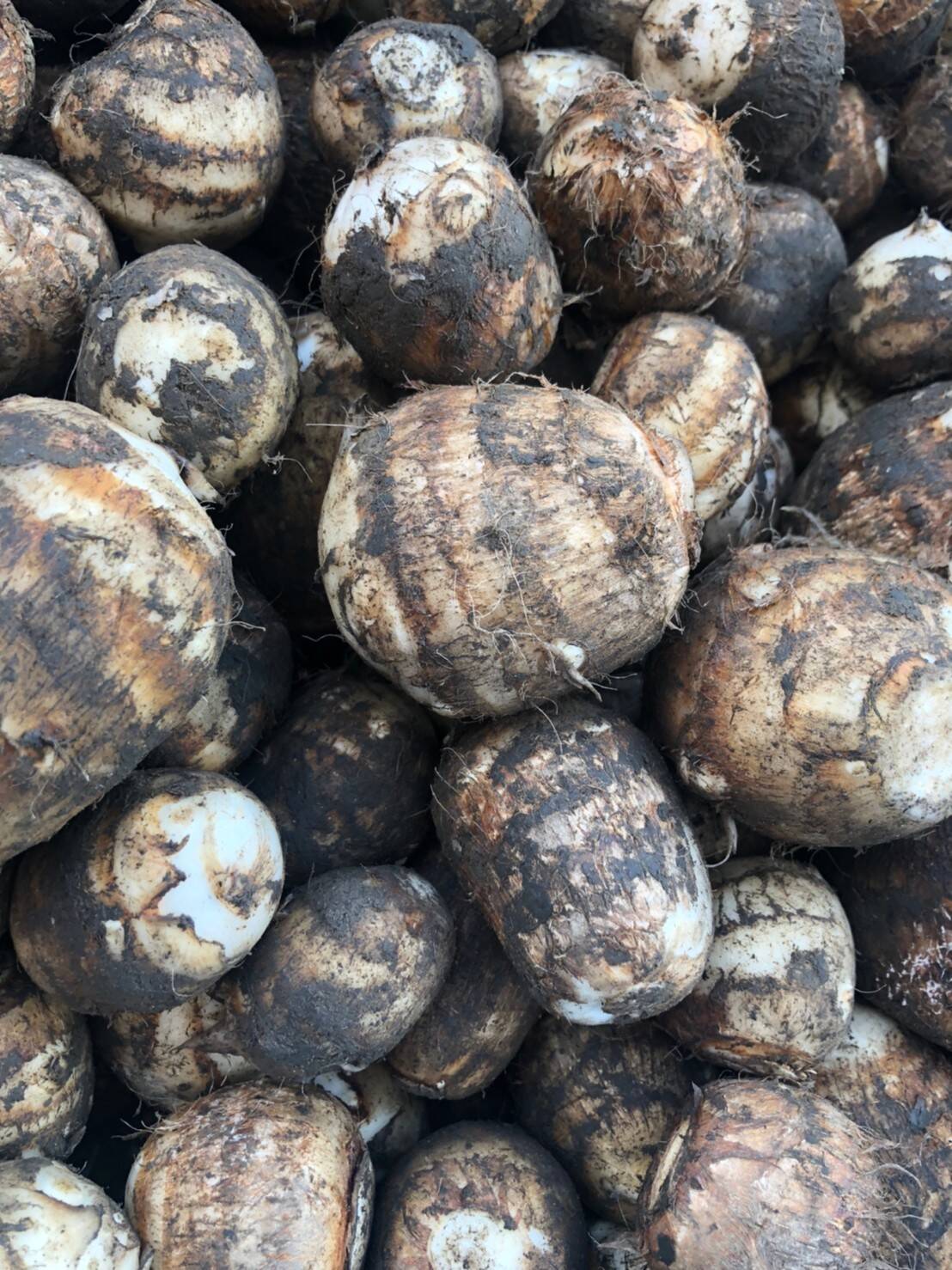 新潟県特別栽培認証】五泉産 大玉さといも5kg(2L以上）：新潟県産の