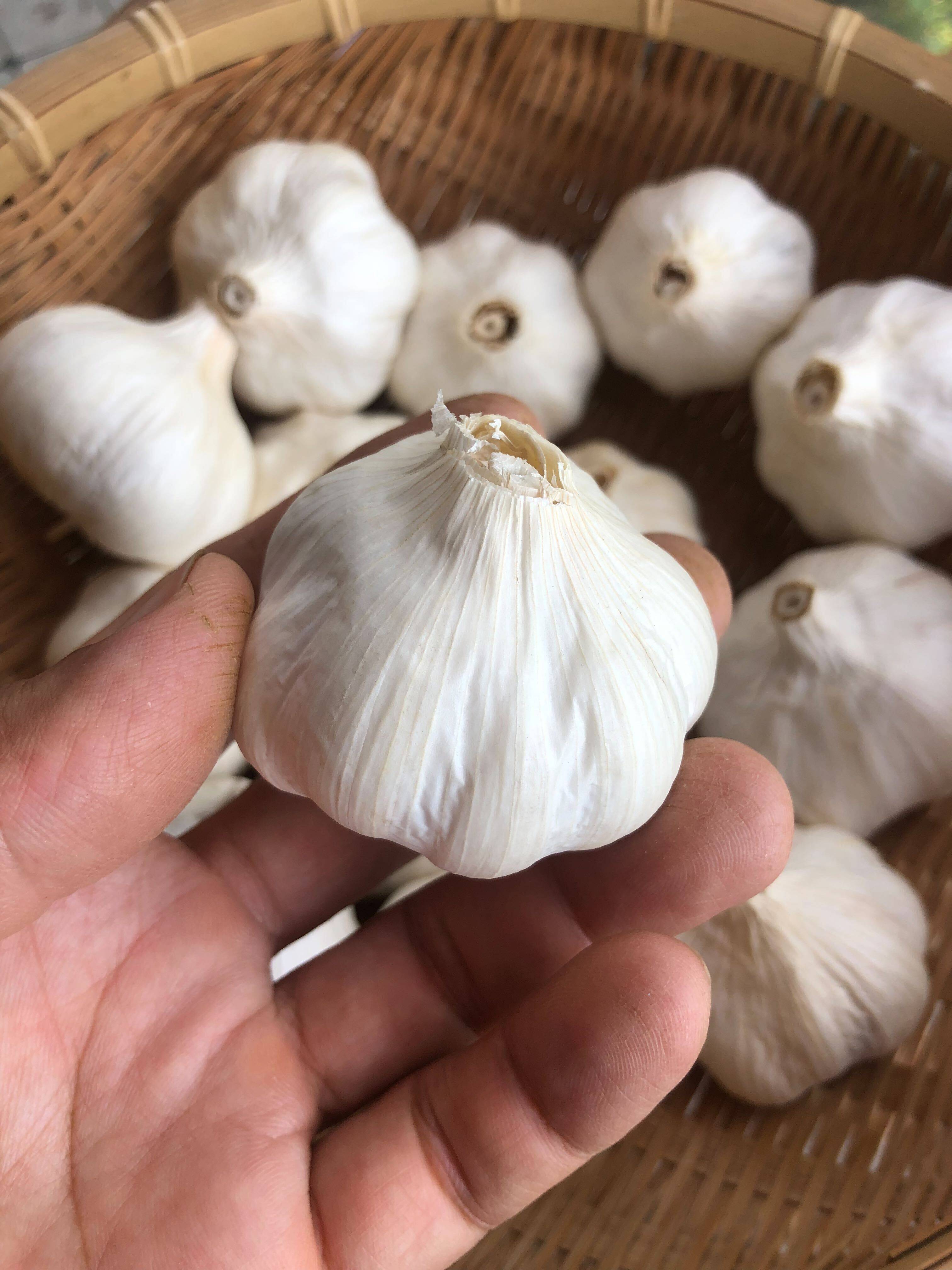 にんにくパワーでこの夏を乗り切ろう!：滋賀県産の嘉定｜食べ