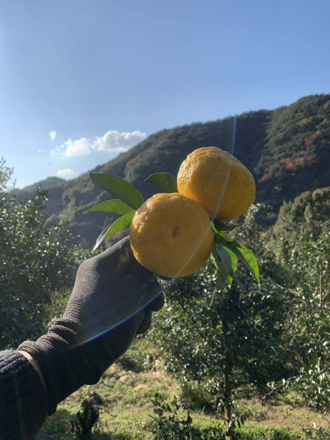 ゆず 000000000072_JxEIXho.jpg