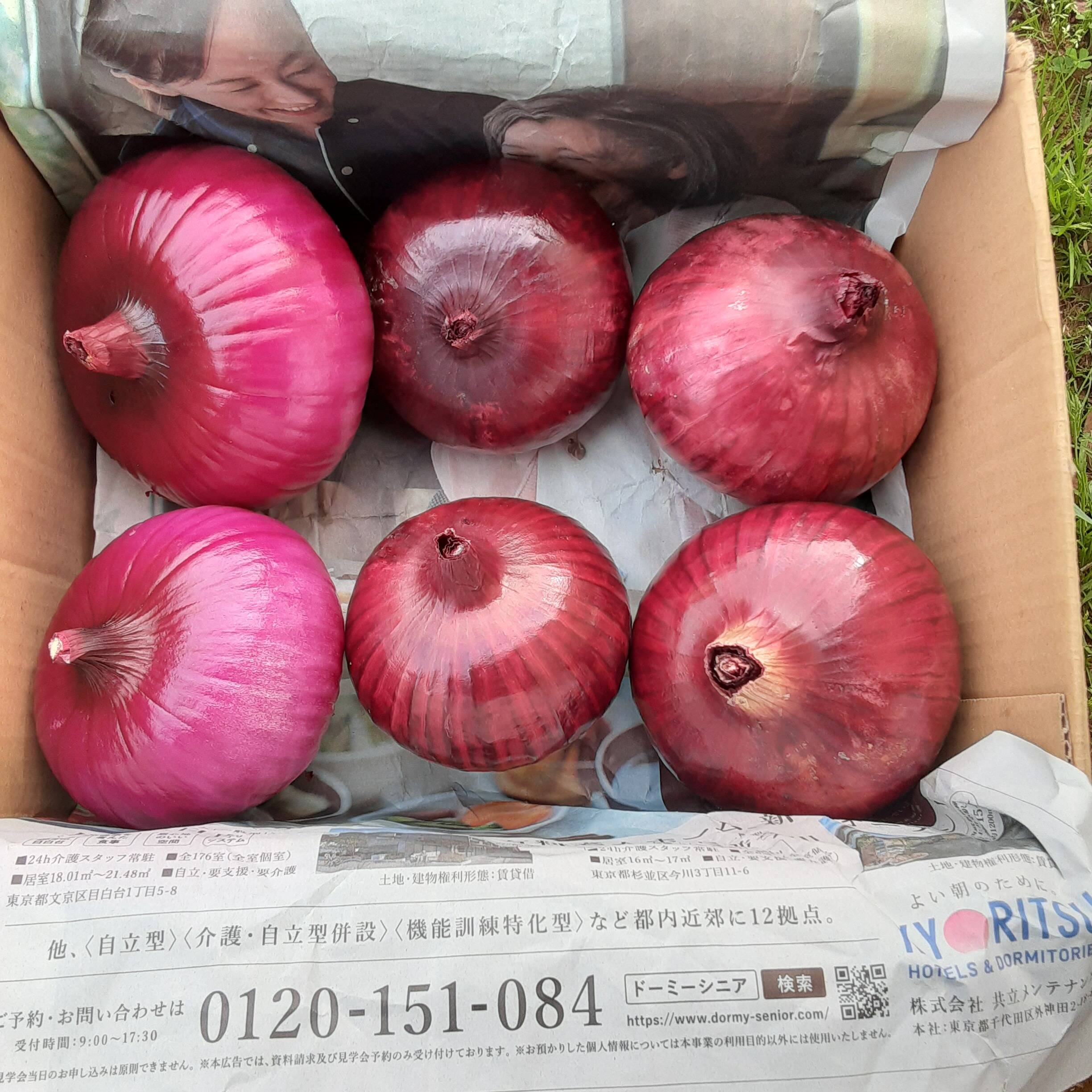 かまちゃん農園の「赤玉ねぎ箱に入るだけ」❣：神奈川県産の野菜｜食べ