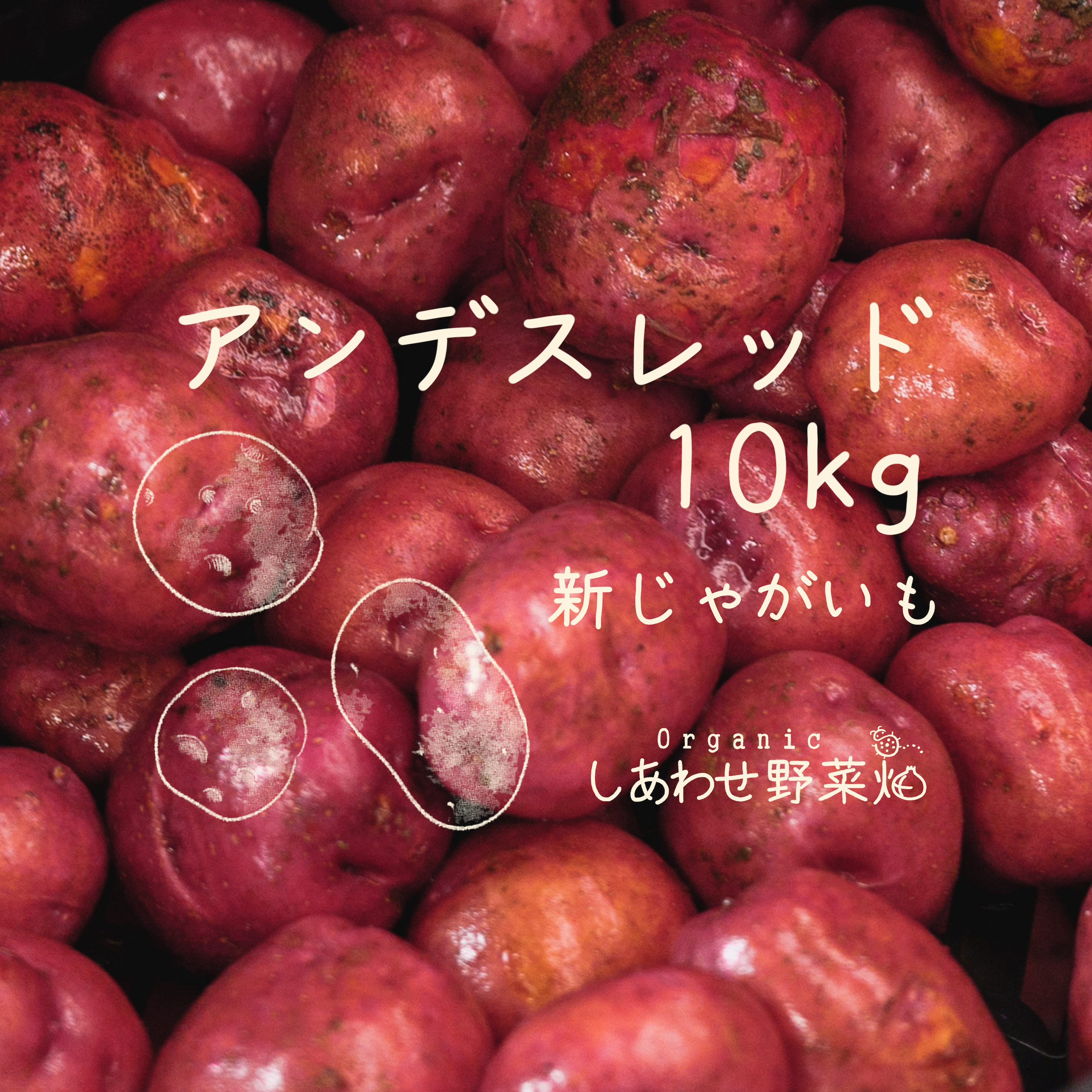 有機新じゃがいも 10kg｜アンデスレッド：静岡県産のアンデスレッド