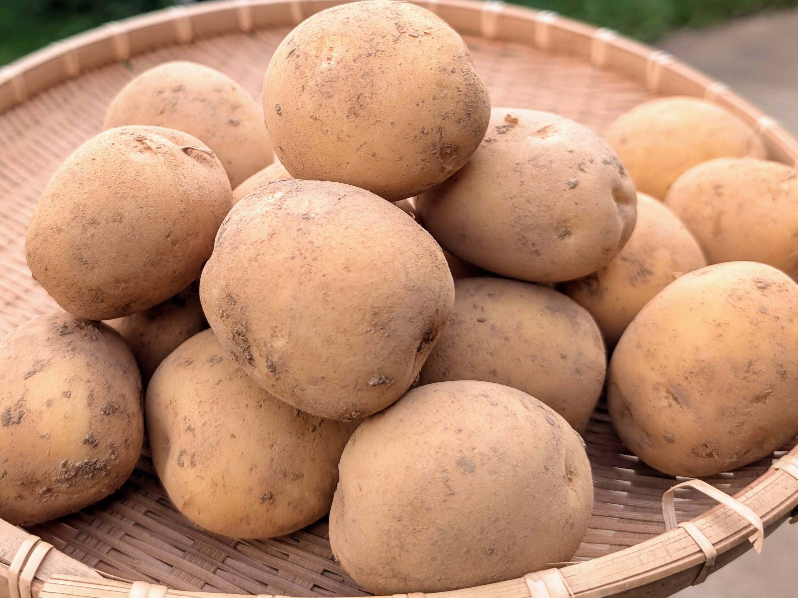 発送中🥔夏の新じゃが！普賢丸（ふげんまる）2KG 長崎県五島列島産