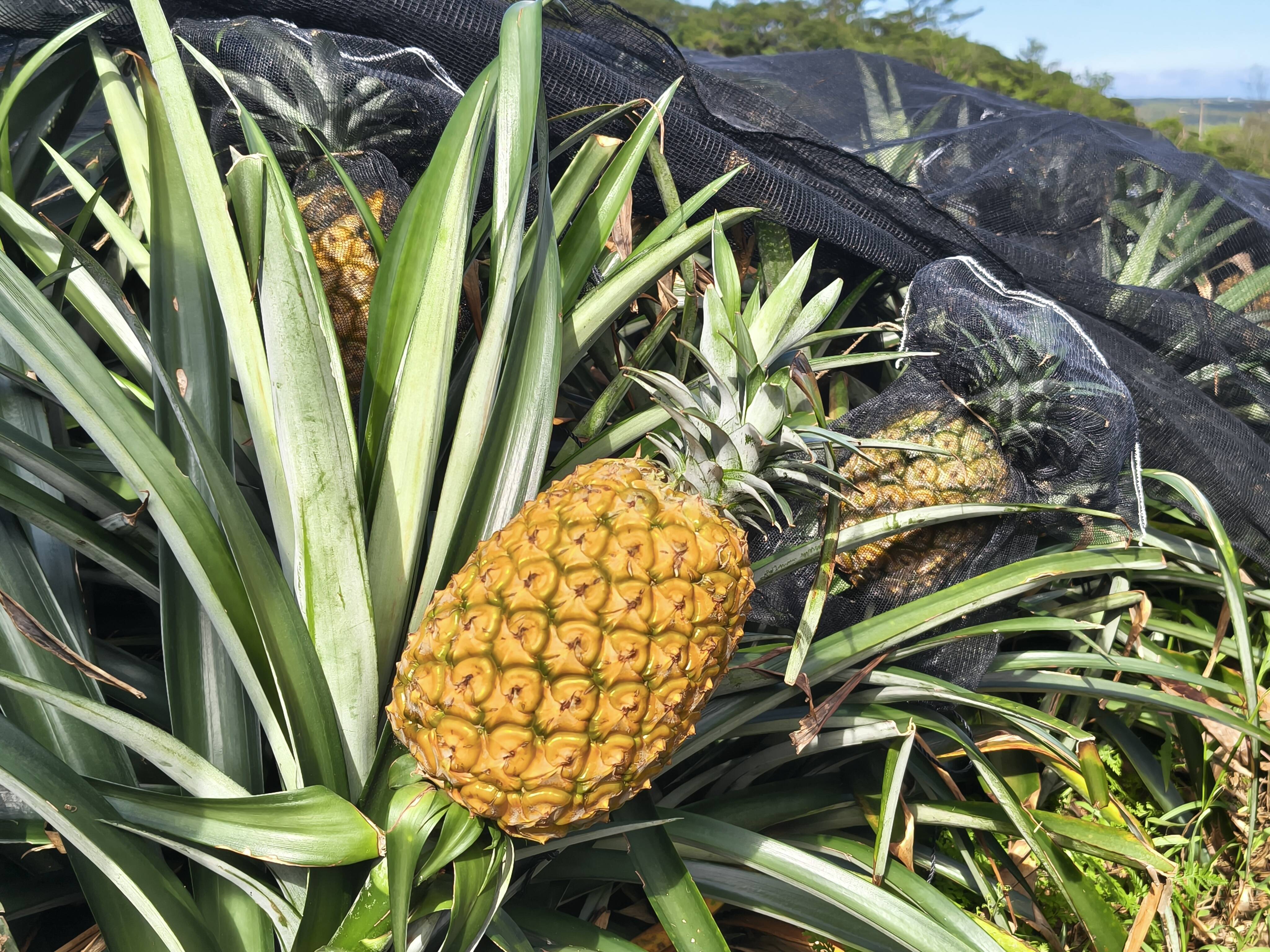 完熟ホワイトココ 2〜3玉/2.5キロ：沖縄県産のホワイトココ｜食べ