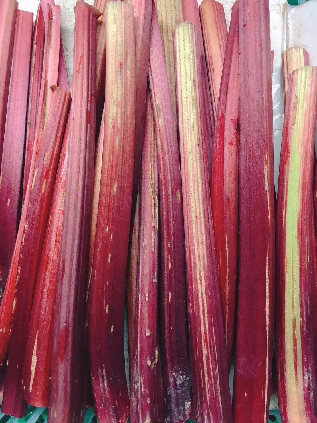 訳有り 赤いルバーブ1 6kg 有機jas 北海道産 食べチョク 農家 漁師の産直ネット通販 旬の食材を生産者直送