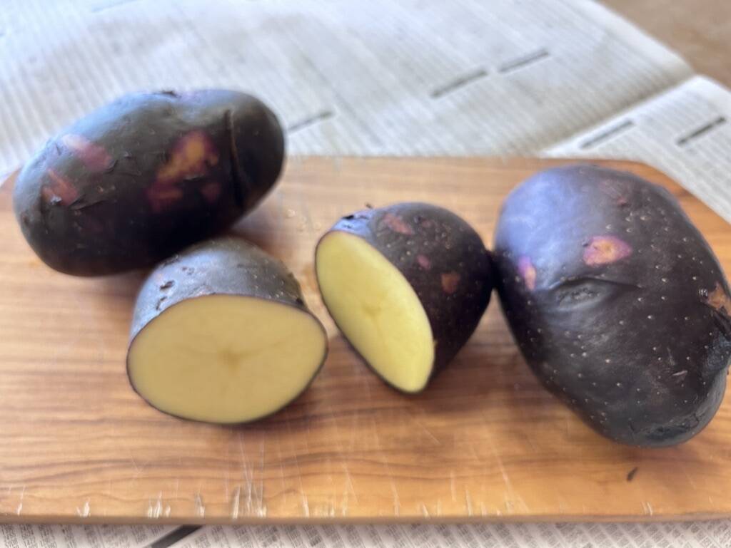 希少種！『タワラマゼラン』新じゃが3kg：神奈川県産のタワラマゼラン