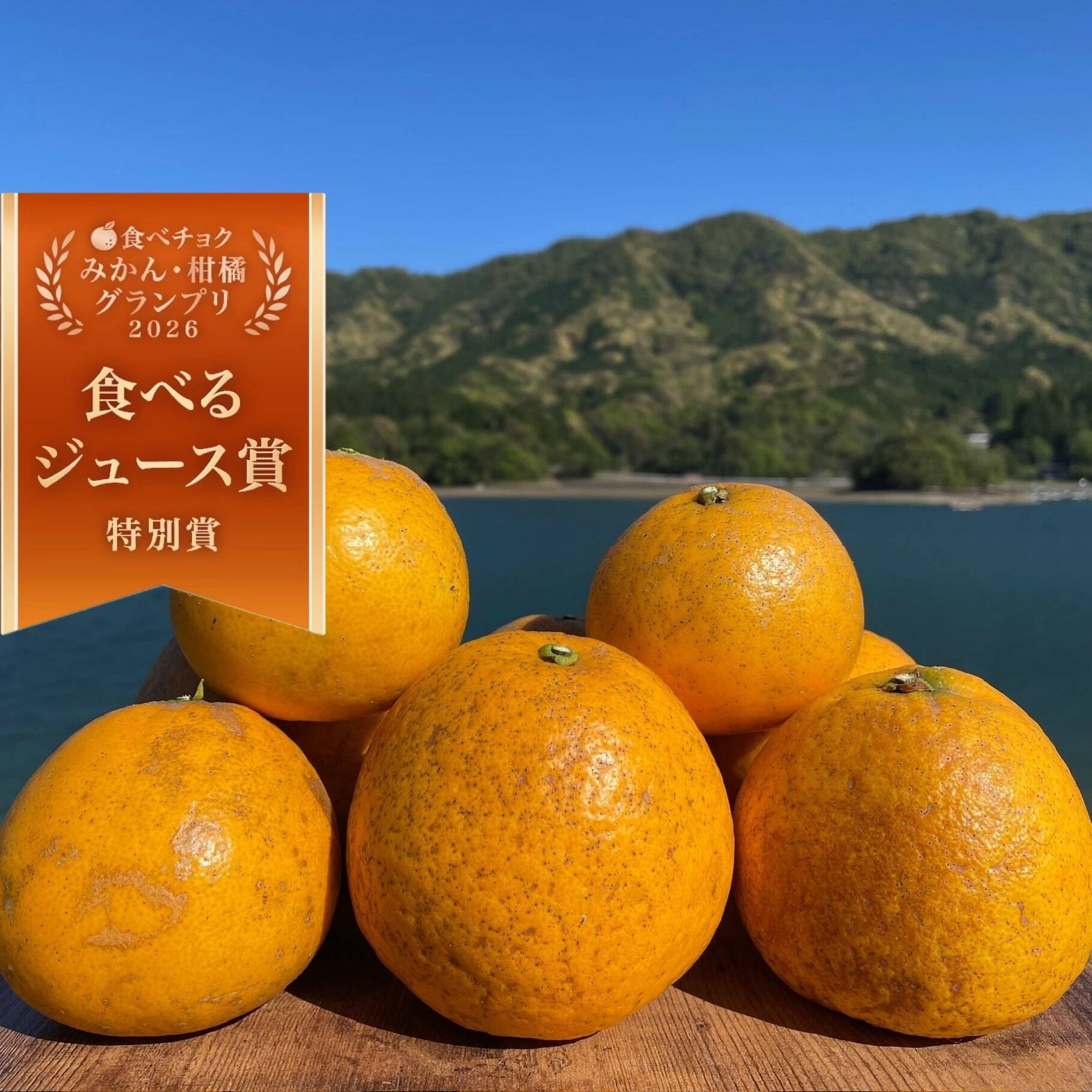 お試し箱込み1kg 自然栽培の紅河内晩柑（ジューシーオレンジ）栽培期間