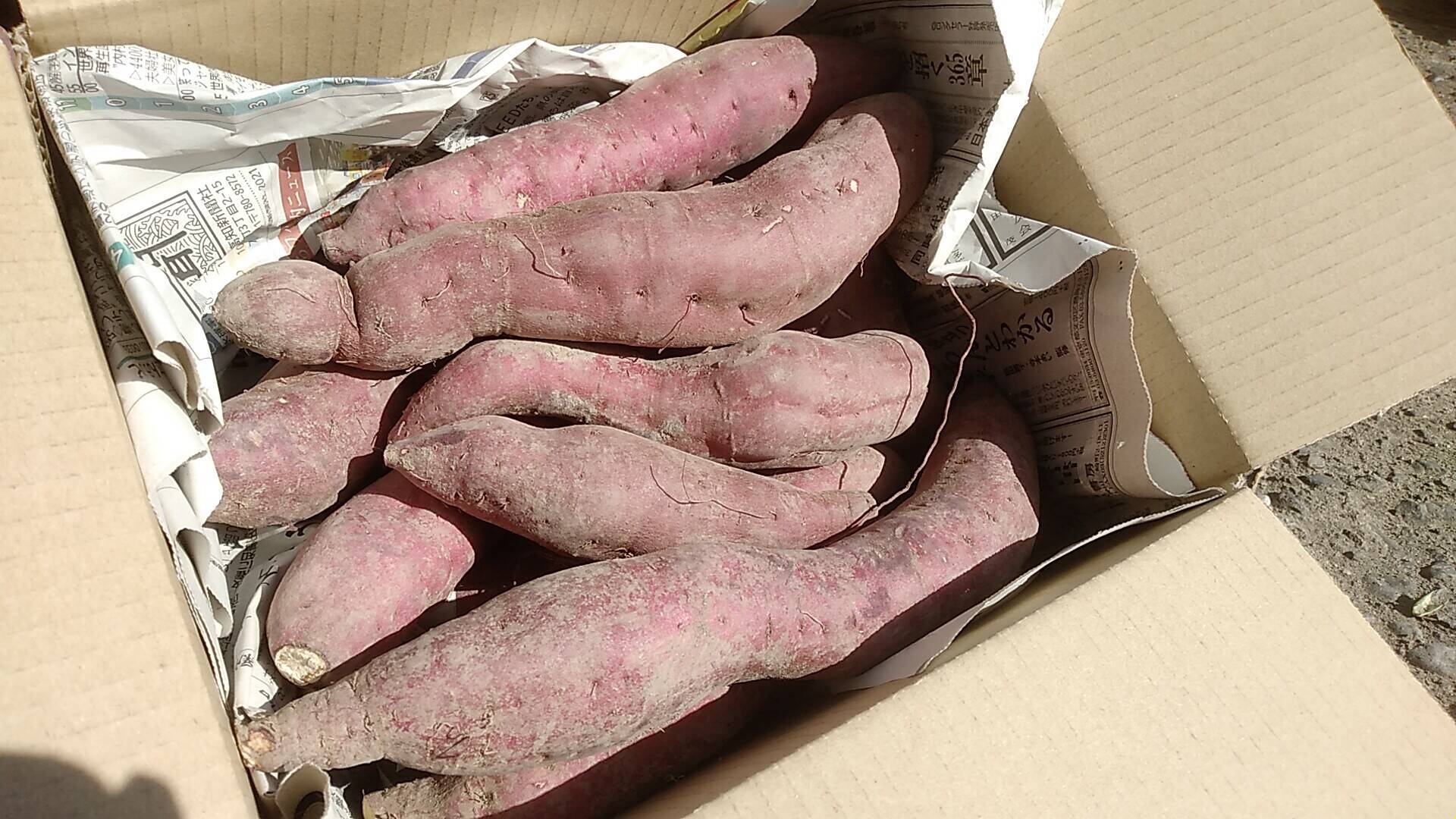 新製品情報も満載 産地直送 和歌山産 さつまいも さつま芋 600g ※サイズ不揃い highart.com.eg