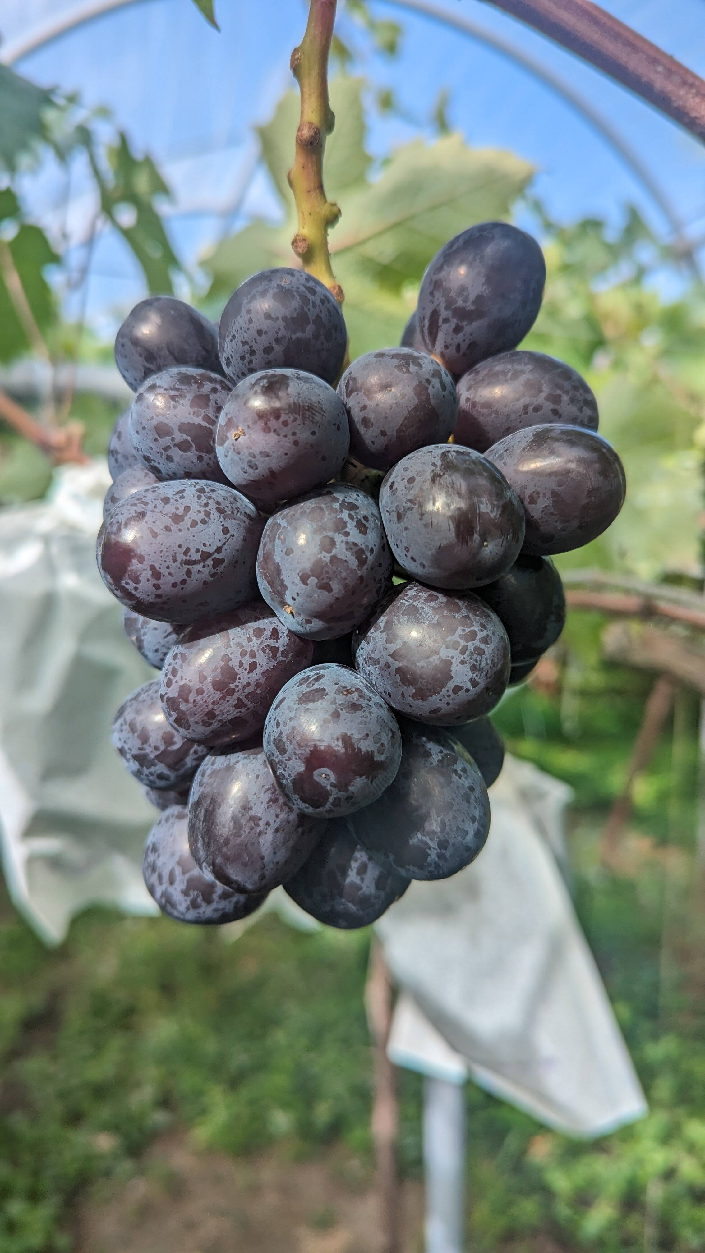 終了間近セール🍇黒いシャインマスカット！マスカットノワール：山形県