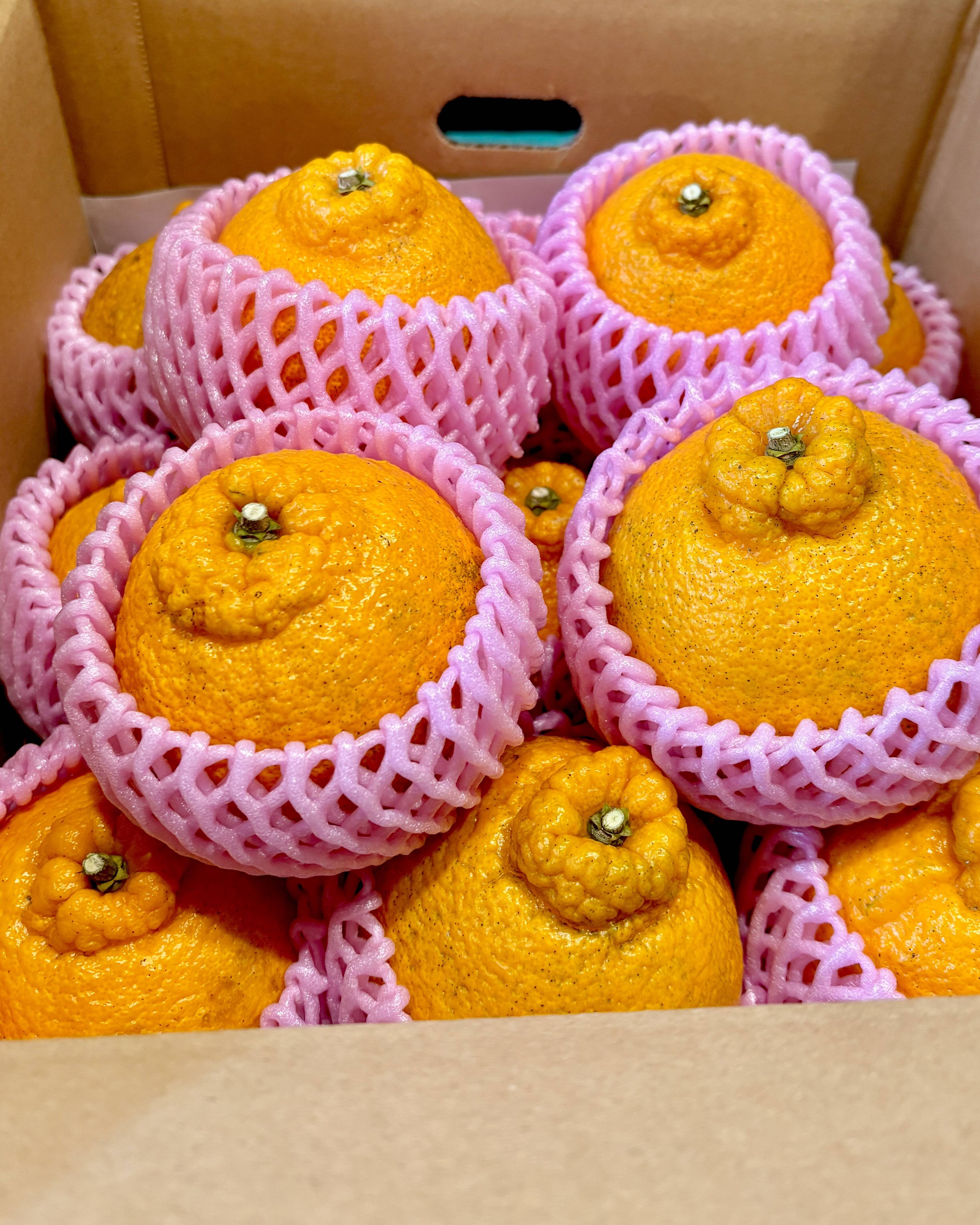 広島県大長産しらぬい（5kg）：広島県産のみかん・柑橘類｜食べチョク