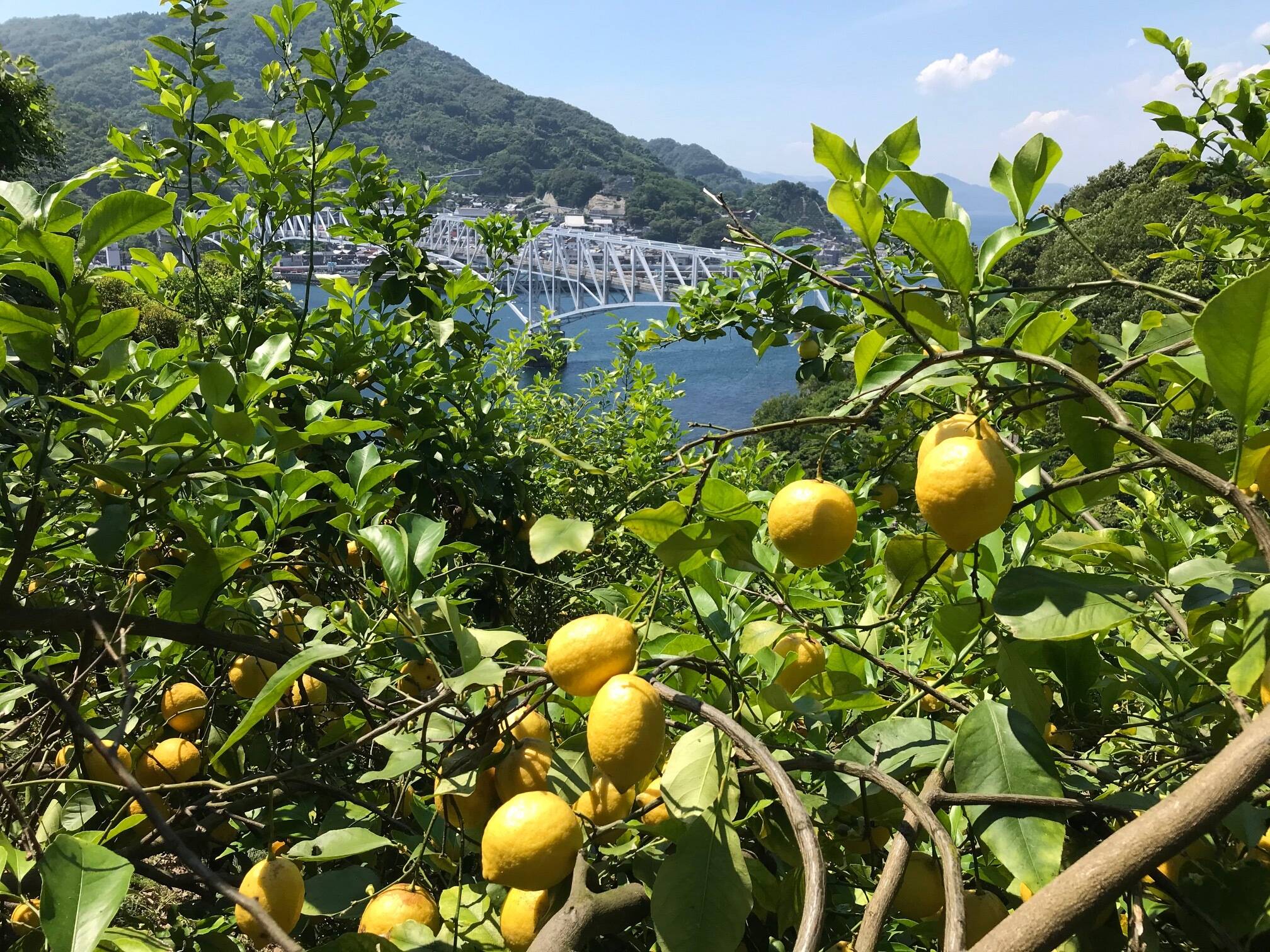 とびしま農園へのレビュー・商品：広島県｜食べチョク｜産地直送