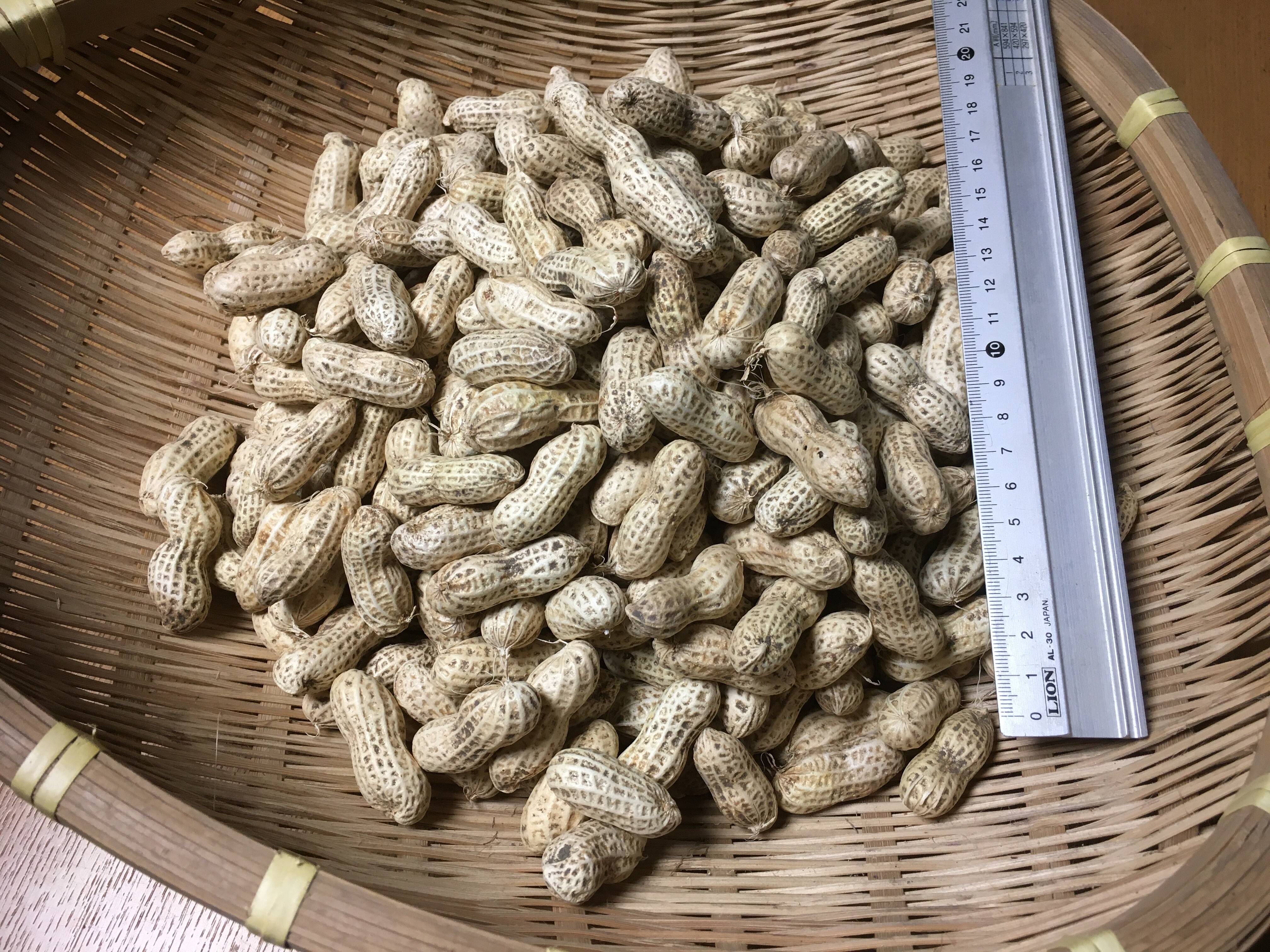 乾燥落花生（千葉半立ち）１kg 令和４年産 農薬・化学肥料不使用 天日