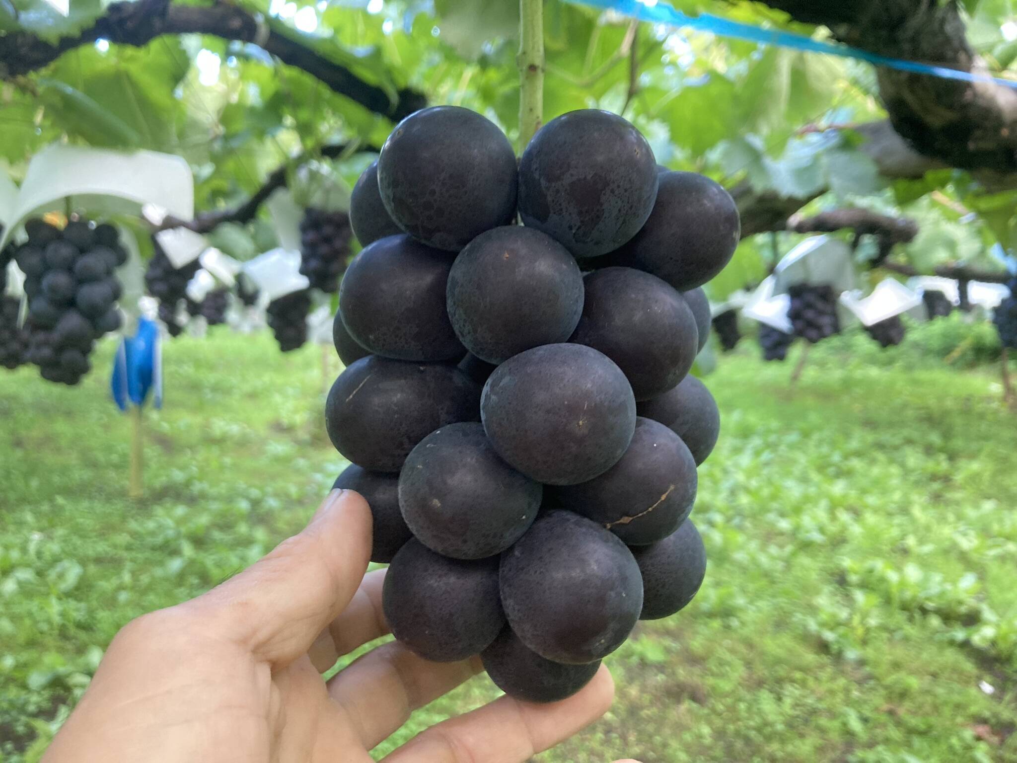 大粒ジューシー！夏ぶどう「藤稔」1房・600g：長野県産の藤稔｜食べ