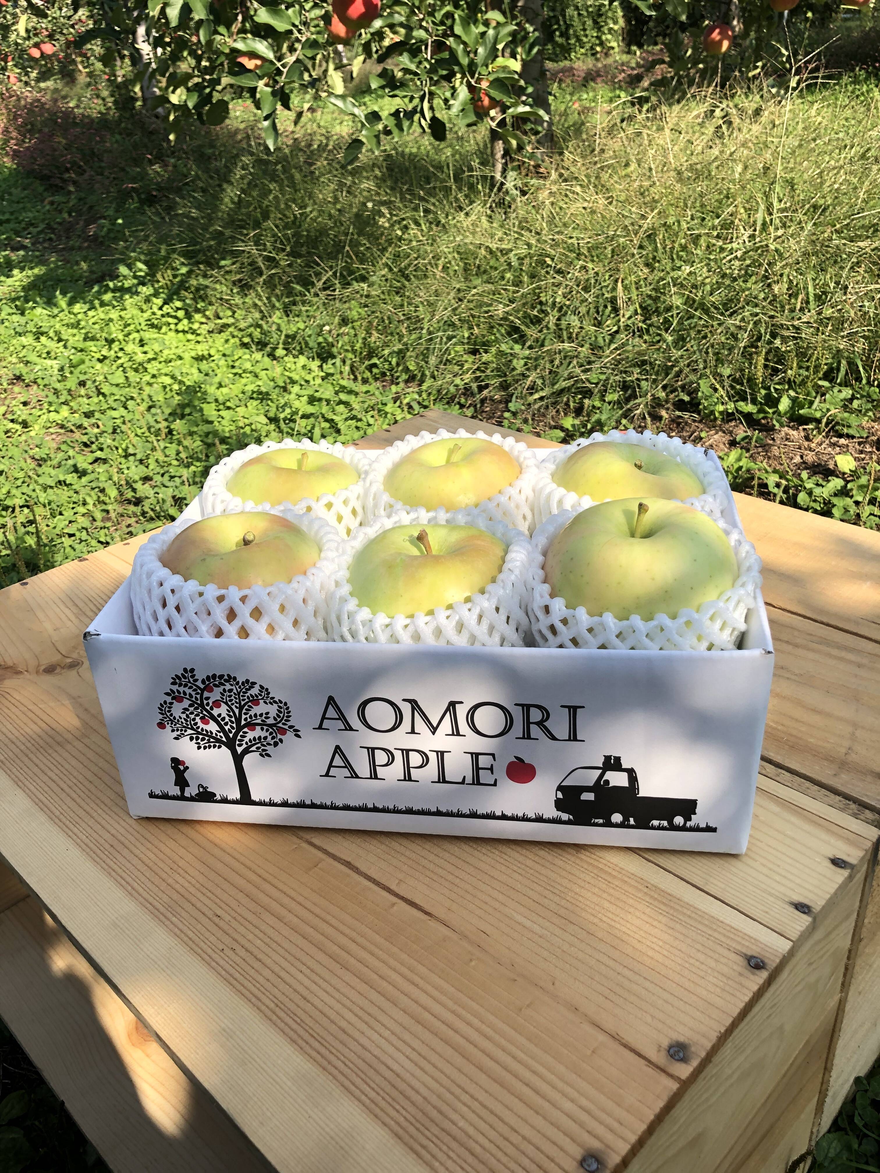 8希少　縁起物　大型　親木ヤドリギ　 黄色実　青森産 7レア希少 縁起物大型 親木ヤドリギ 黄色実 たくさん 青森産 ヤドリギ