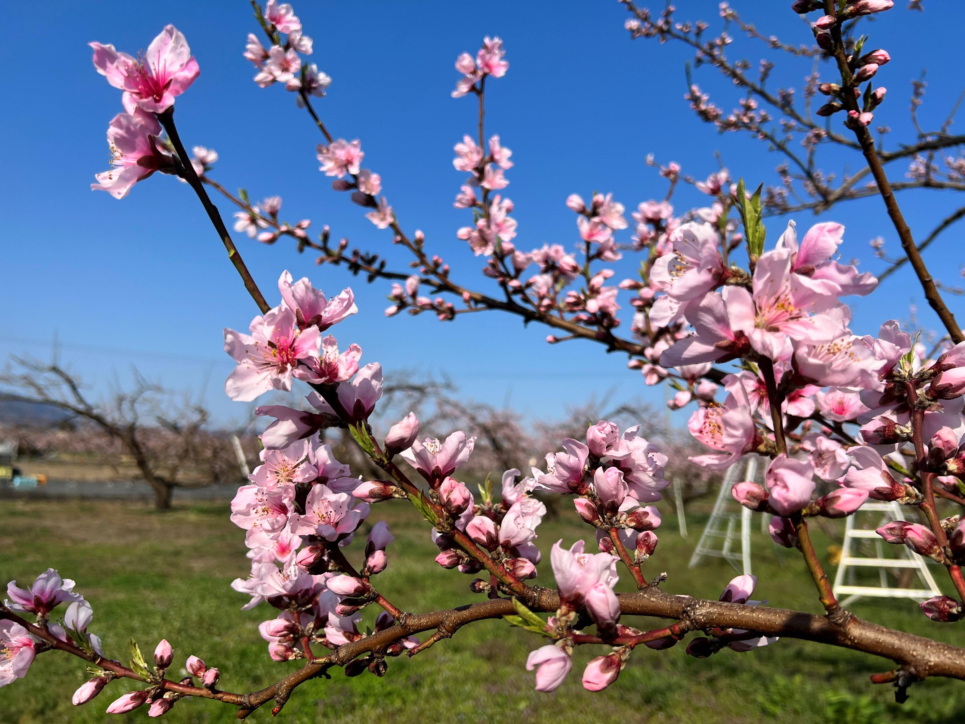 種まきうさぎ 種まきうさぎへのレビュー・商品：福島県｜食べチョク｜産地直送