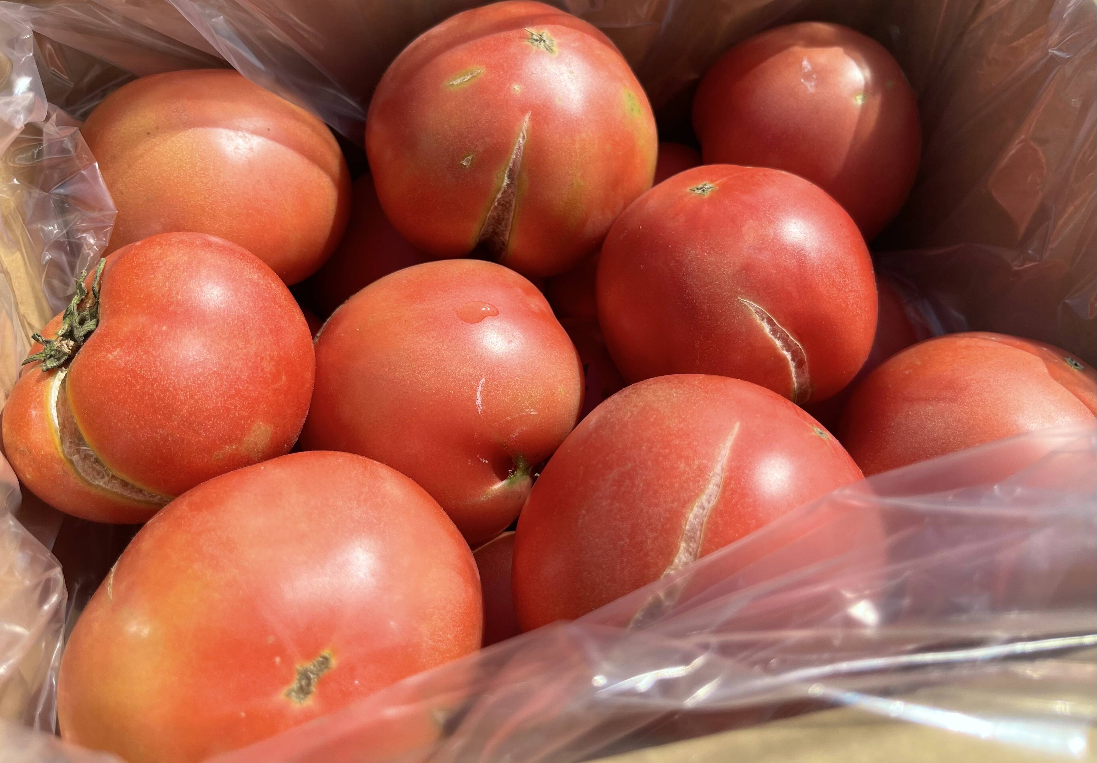 加工用】割れ完熟トマト：熊本県産の野菜｜食べチョク｜産地直送(産直