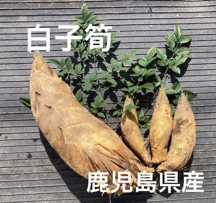 早堀りたけのこ 鹿児島県産 1.2キロ箱込 白子筍 野菜 農薬不使用
