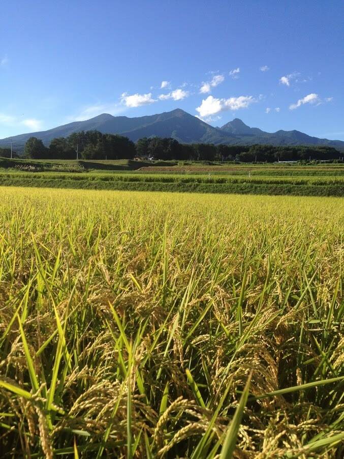 【自然農法・はざかけ天日干し・7分づき米】八ヶ岳 山のカエル米 10kg