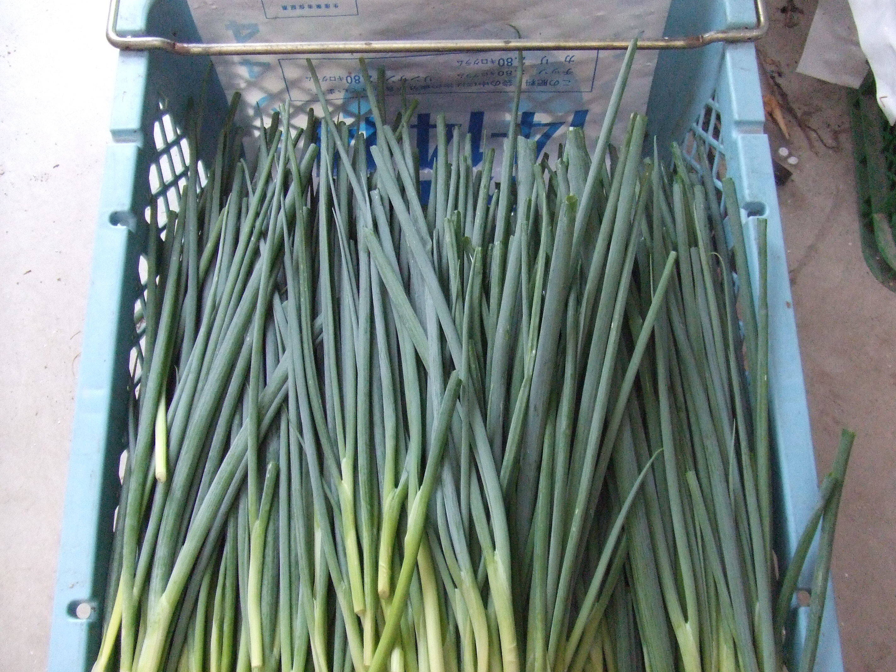 柔らかく甘ーい 阿波九条ネギ 5kg：徳島県産の野菜｜食べチョク｜産地直送(産直)お取り寄せ通販 - 農家・漁師から旬の食材を直送