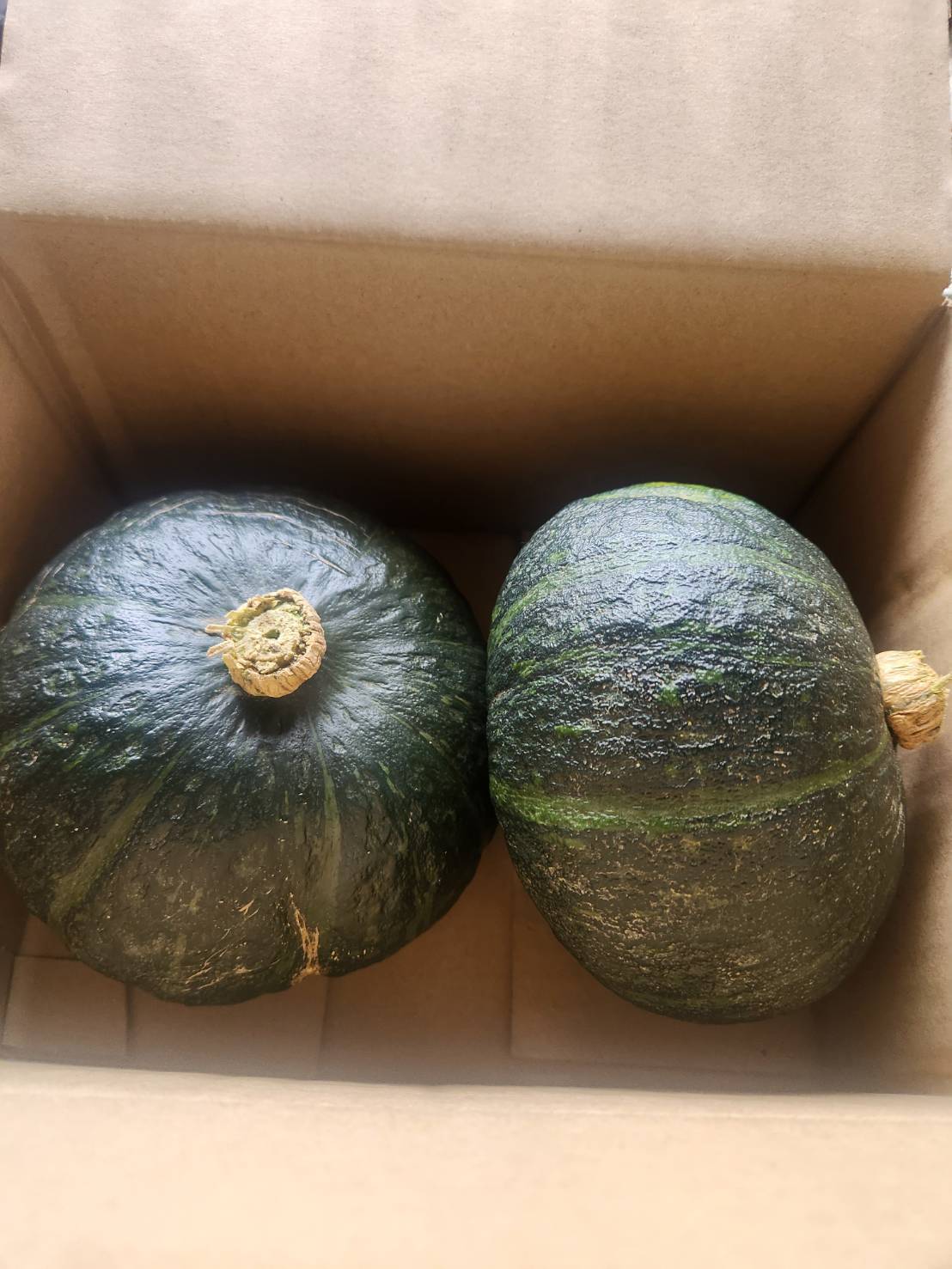 まーちゃんのカボチャ！(品種:ホロホロ)2玉で1.5kg：長野県産の
