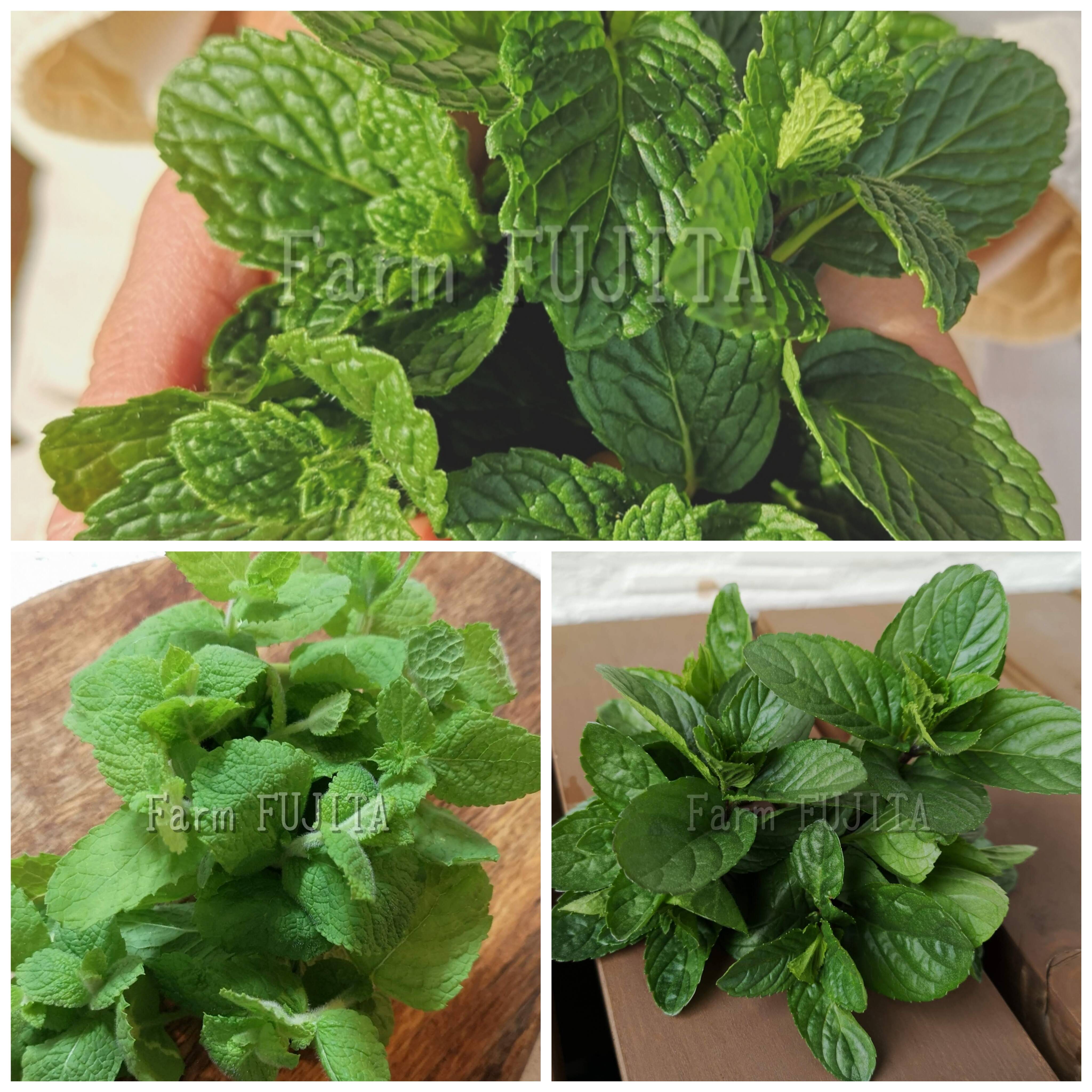 3種お試し！】スペアミント、モヒートミント(イエルバブエナ