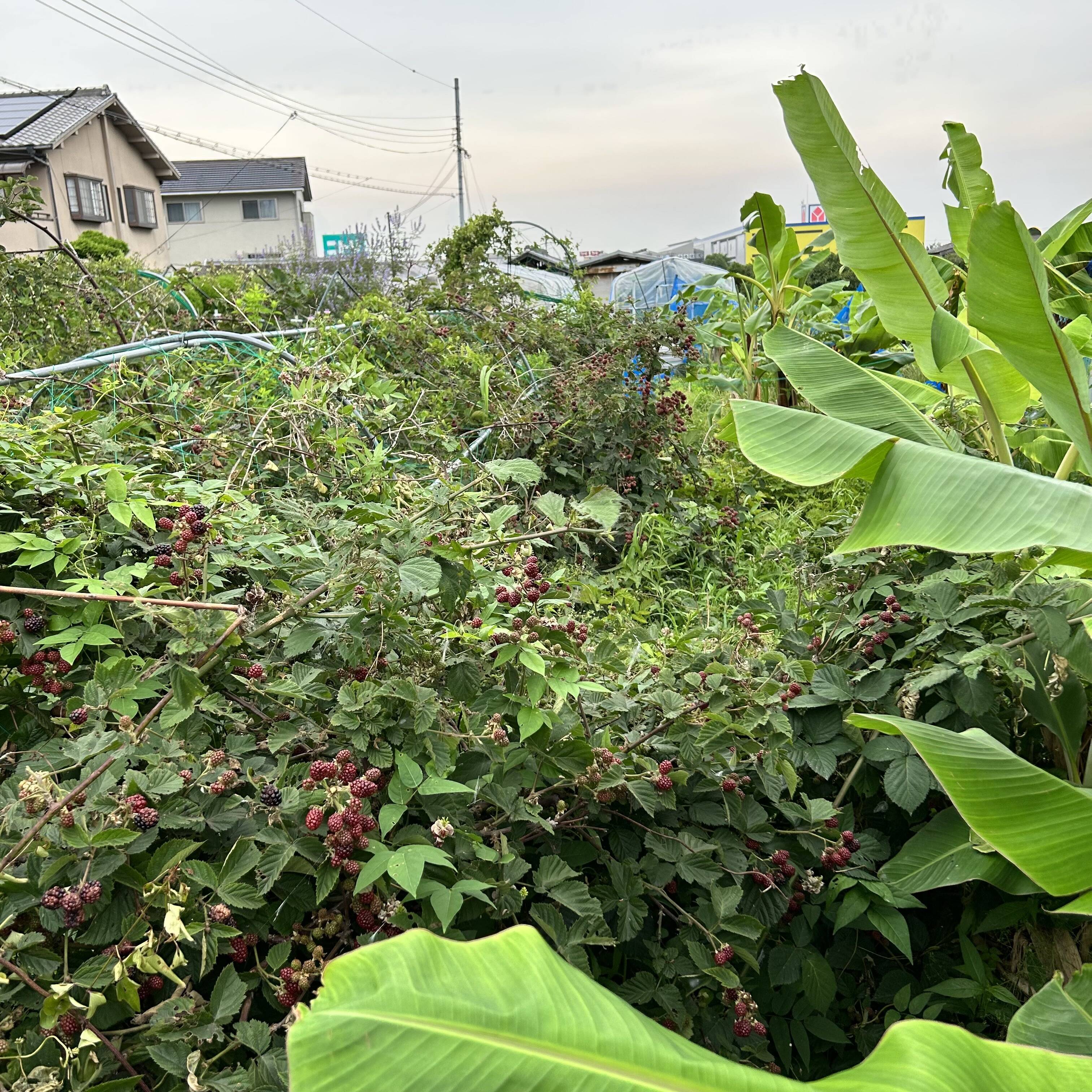 ブラックベリー冷凍真空パック500g：大阪府産の加工品｜食べ