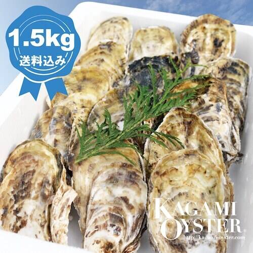 熊本産まれ 鏡オイスター 殻付マガキ(小サイズ)1.5kg・加熱調理用