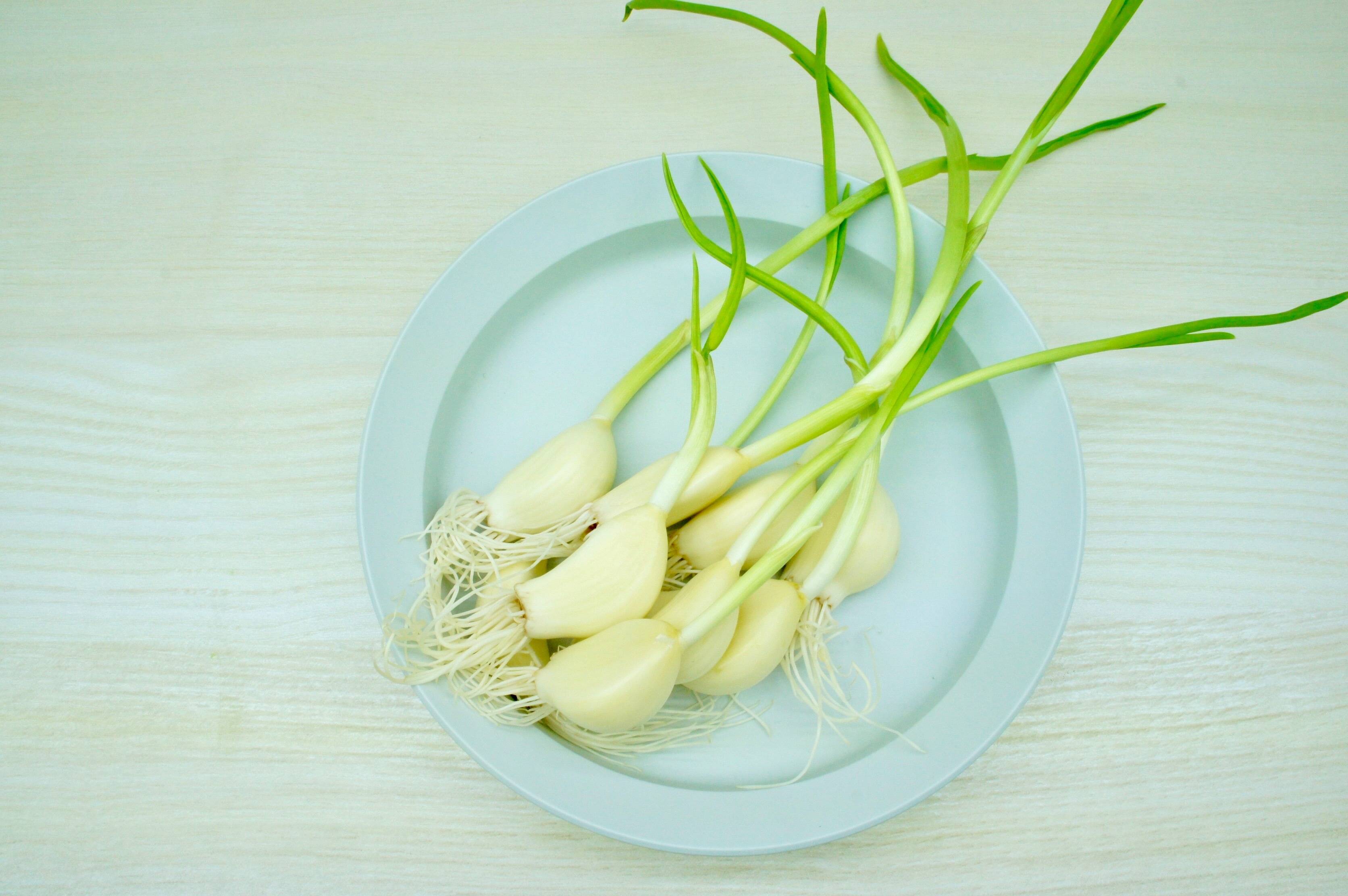【福袋】ロケット発芽にんにく 100本:岐阜県産のその他ニンニク|食べチョク|産地直送(産直)お取り寄せ通販 - 農家・漁師から旬の食材を直送
