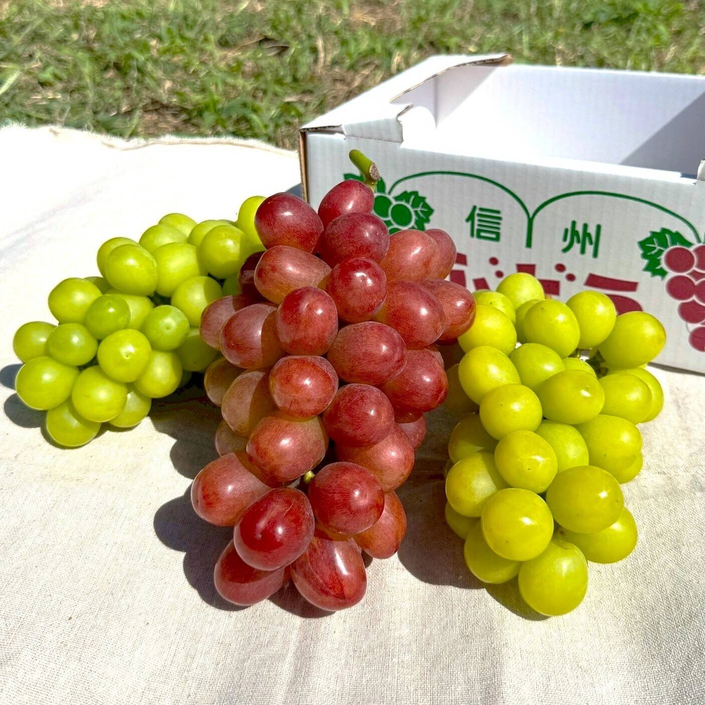 ☆信州のぶどうを食べ比べ☆ シャインマスカット2房＆長野県