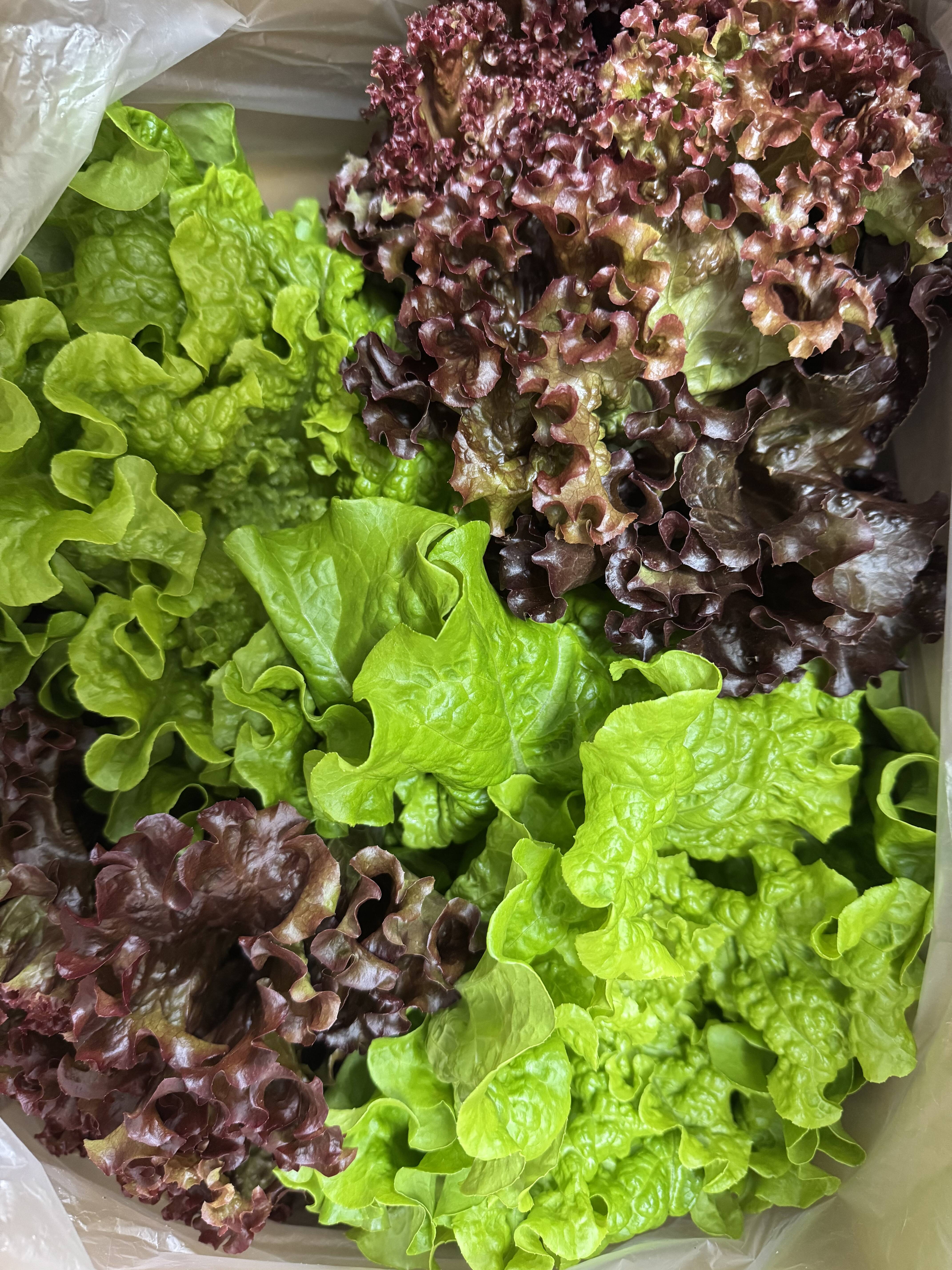 サニーレタス様 さかなが作った究極のスペシャリティ野菜 リーフレタス&サニーレタス