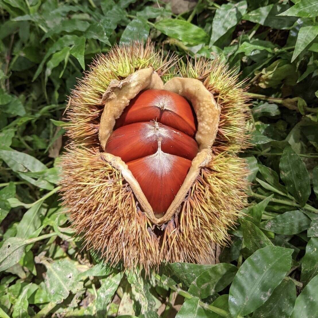 栗　熊本産　10kg 中から大サイズを送ります。　ラスト 栗 熊本産 10kg 中から大サイズを送ります。 ラスト 栗 熊本産 10kg 中