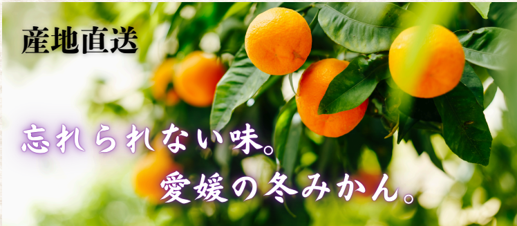 本日大チャンス企画きたーー‼️3箱同時‼️まどんな、興居島、真穴みかん9999円14 大特価！】☆ 地元でも大人気！ 興居島産 愛果 【まどんな】 10kg M
