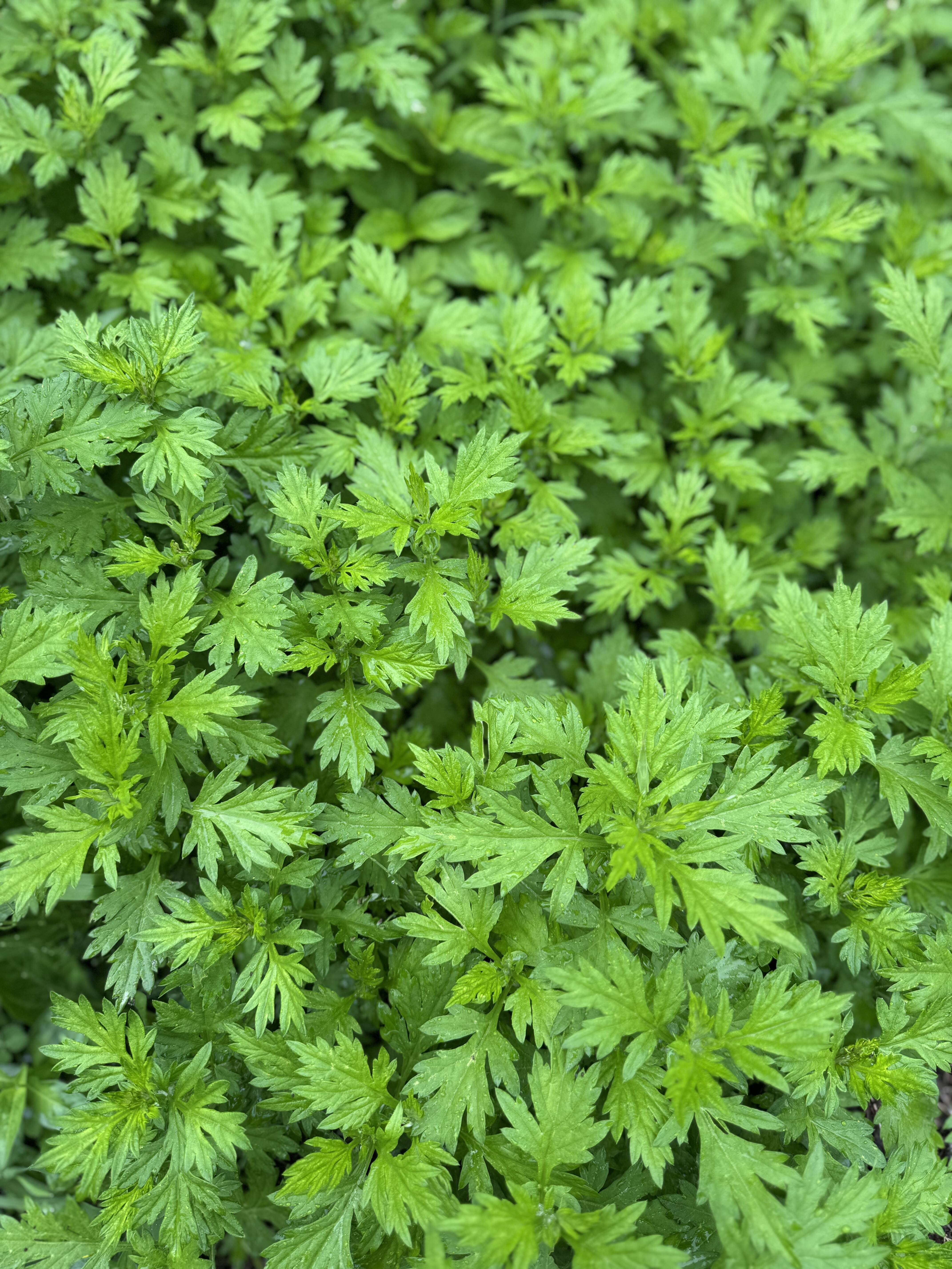 母の日ギフト】柔らか新芽、香り良い美味しい蓬（ヨモギ）300グラム
