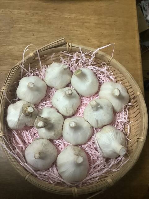 値下げ】子どもの野菜 栽培期間中農薬不使用・自然栽培新ニンニク