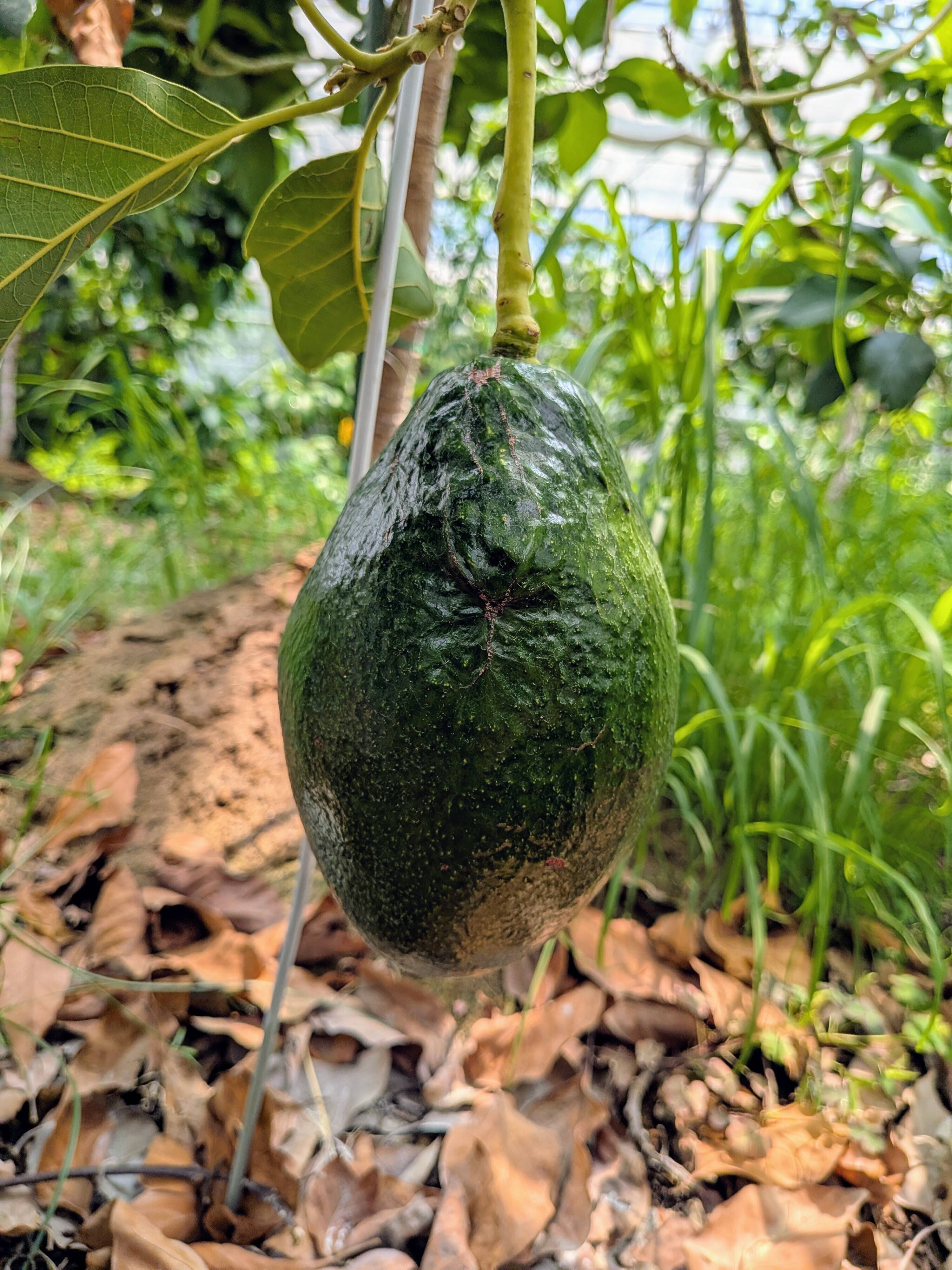 熊本県産！希少な国産アボカド”カビラミドリ”1玉(約500g、果皮に傷