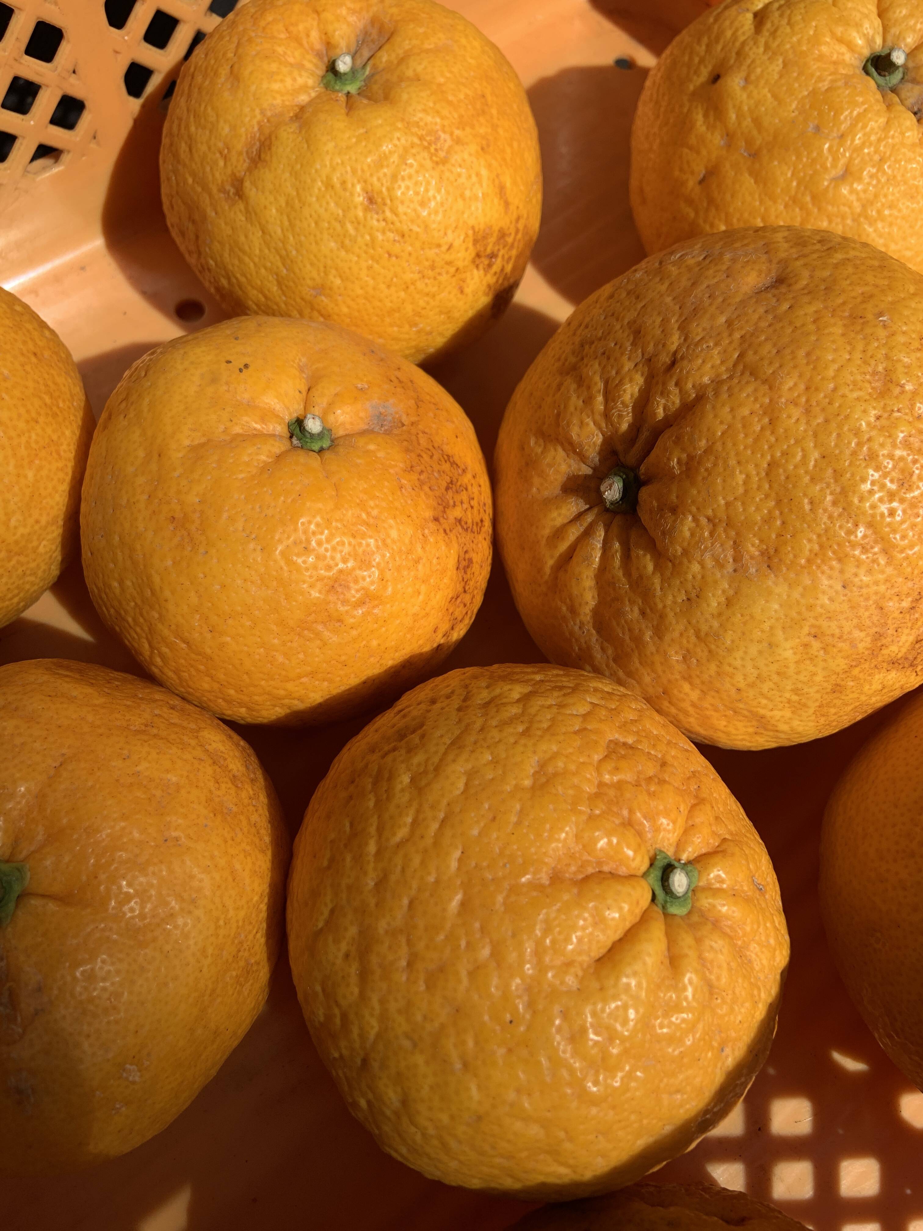 訳あり】甘夏 約4キロ 訳あり甘夏 静岡沼津産甘夏 あまなつ 夏みかん