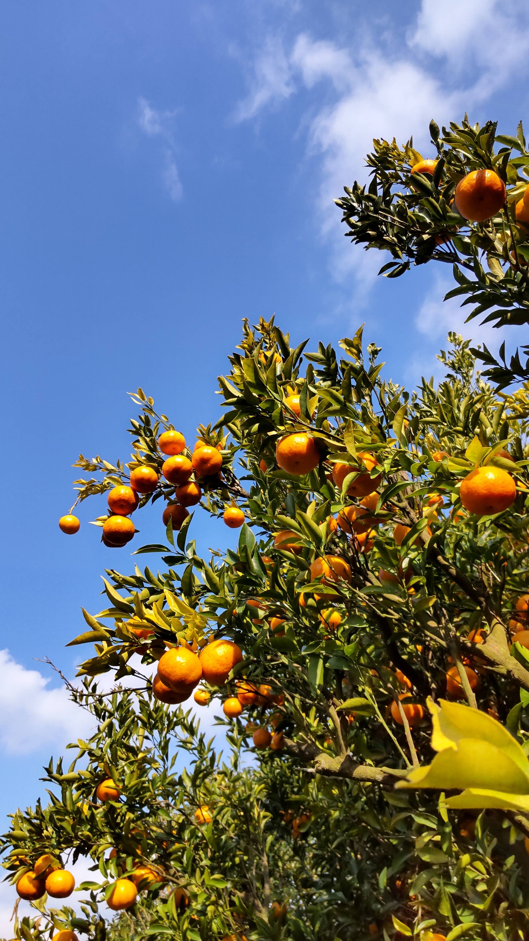 横峯オレンジへのレビュー・商品：鹿児島県｜食べチョク｜産地直送