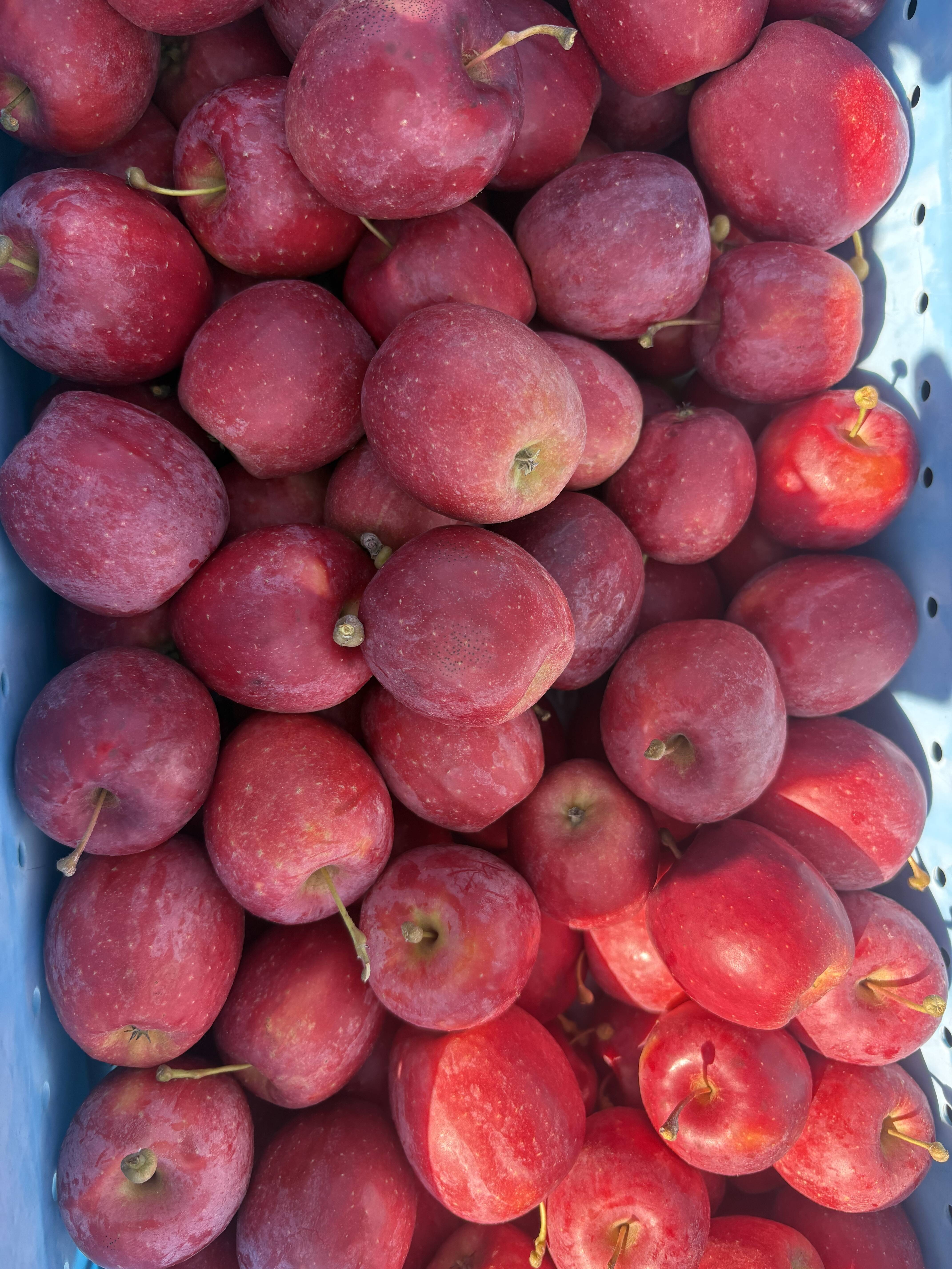 アルプス乙女りんご【訳あり 2kg 】：長野県産のアルプス乙女｜食べ