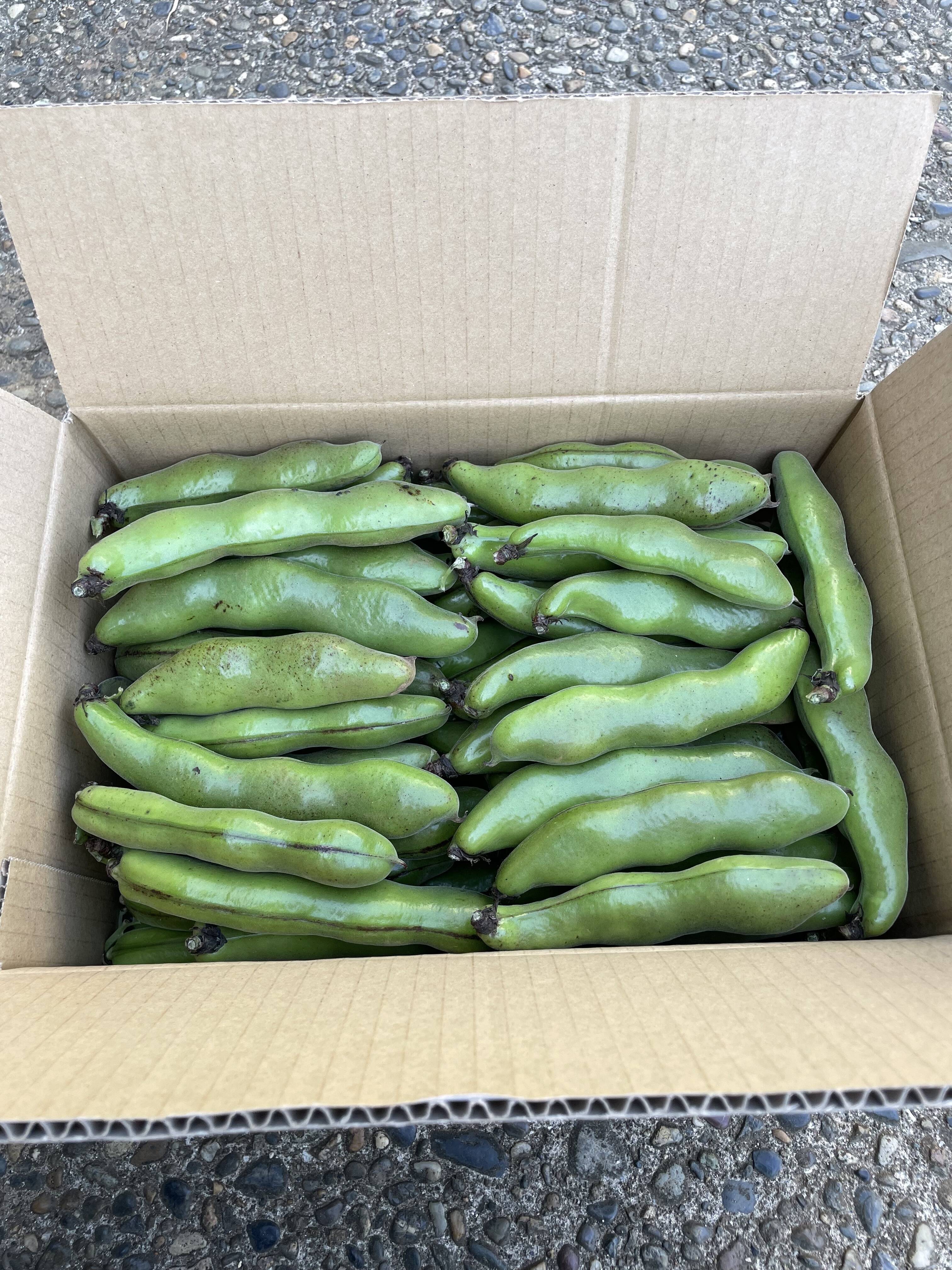 採れたて❗️そら豆3キロ：千葉県産の打越一寸｜食べチョク
