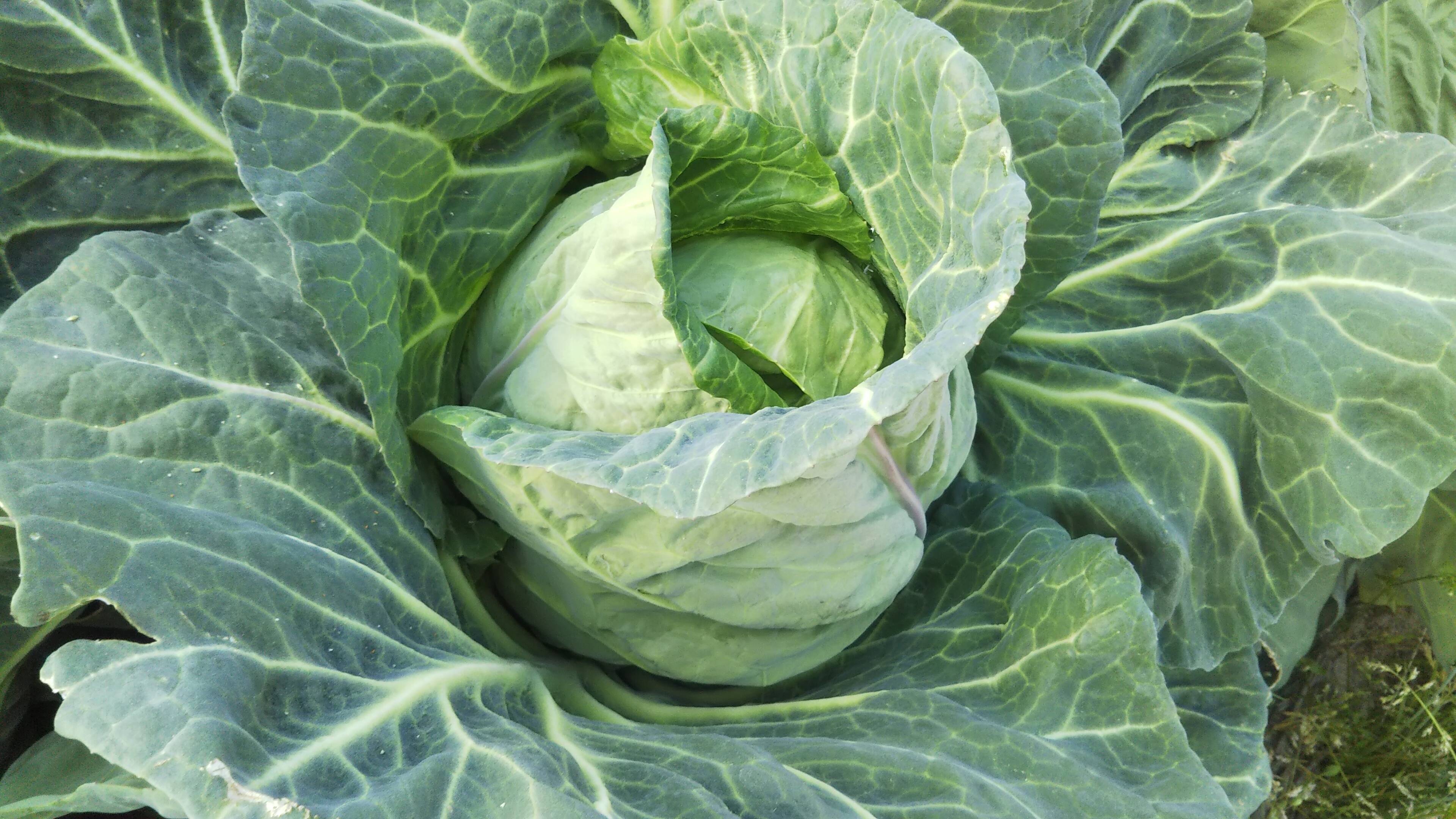 春キャベツ３玉：徳島県産の野菜｜食べチョク｜産地直送(産直)お取り寄せ通販 - 農家・漁師から旬の食材を直送